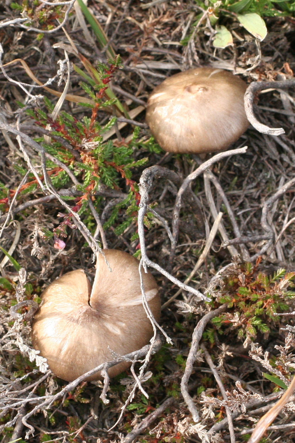 megacollybia_platyphylla2md