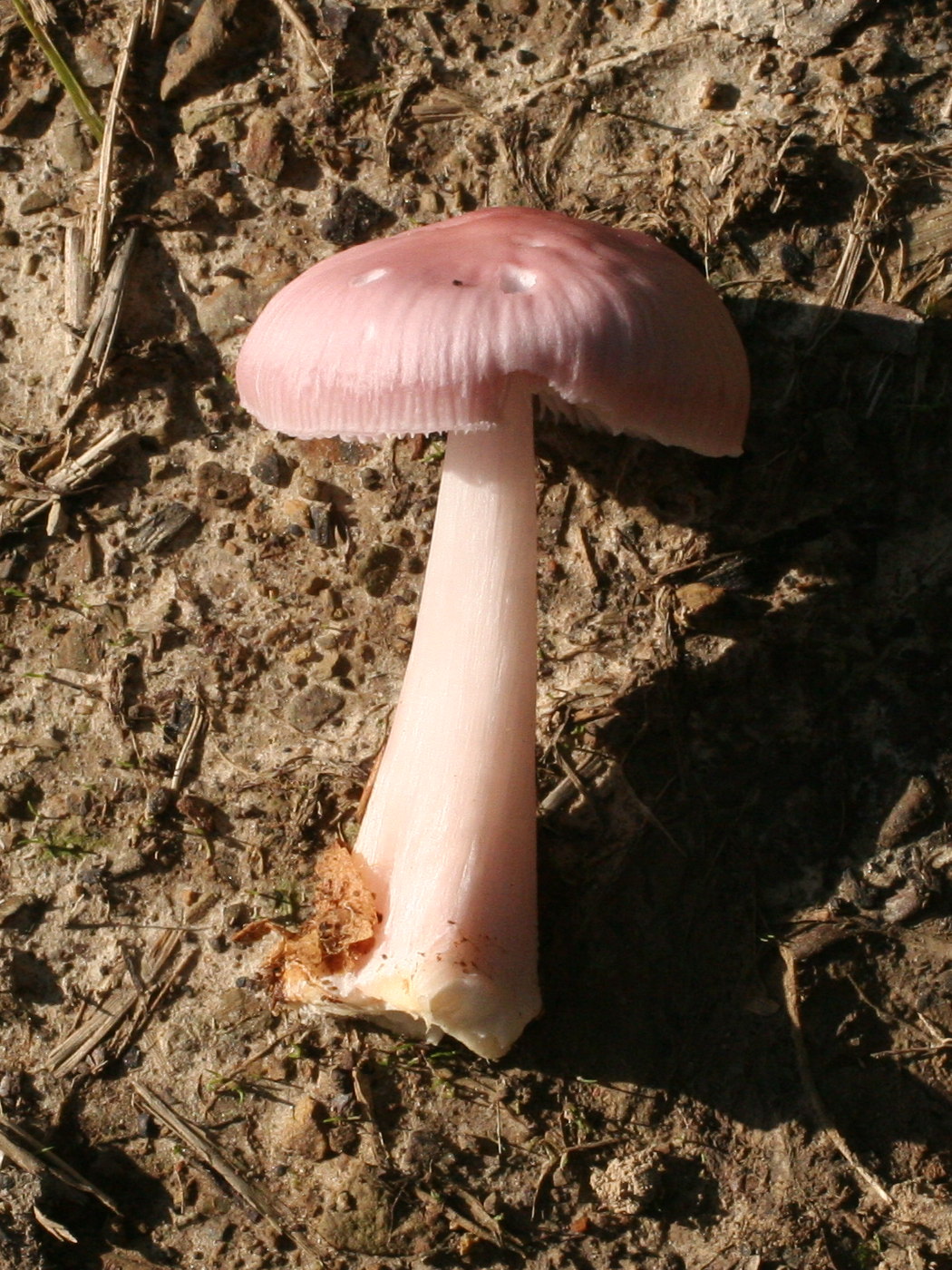 mycena_rosea1md