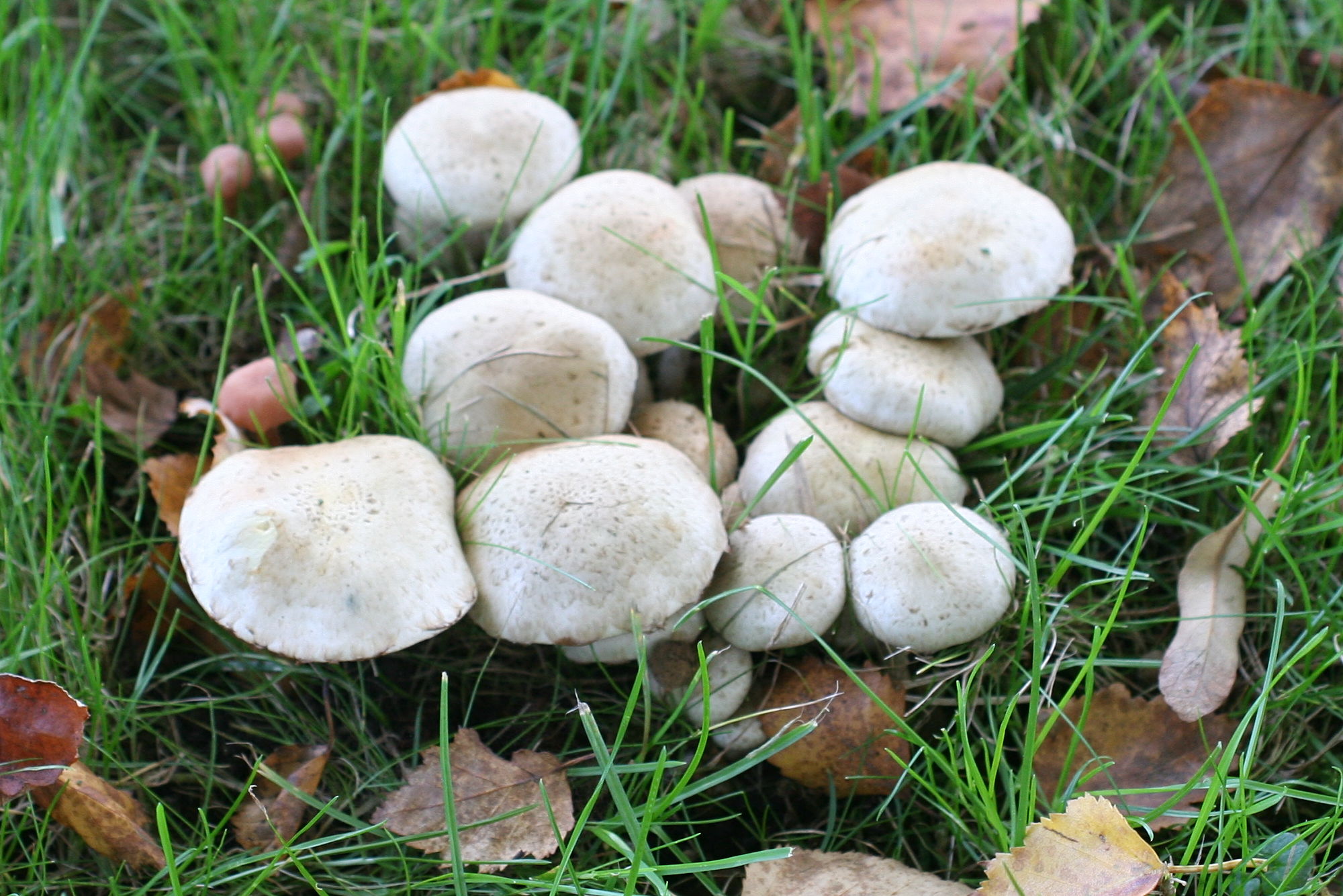 pholiota_gummosa1md
