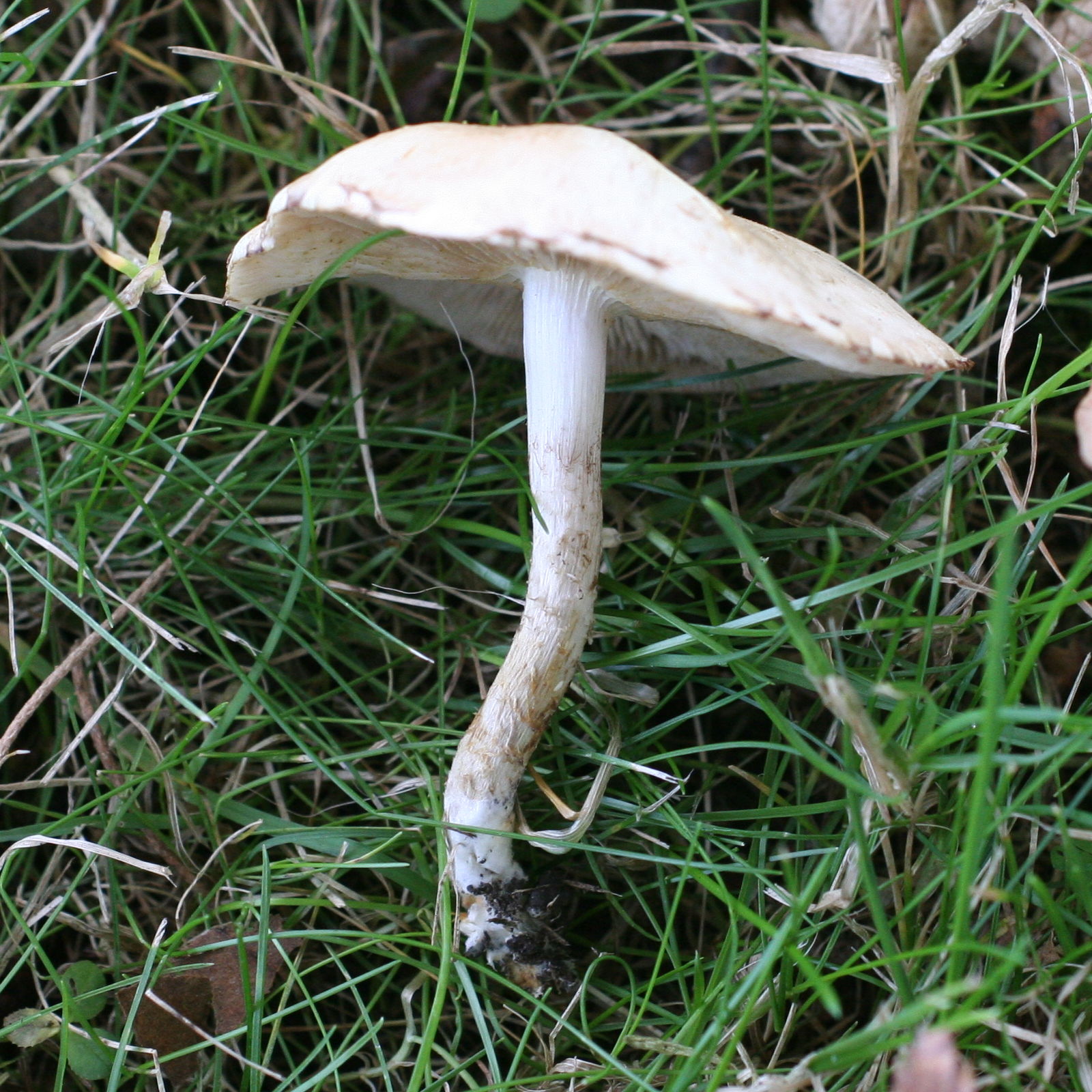 pholiota_gummosa2md