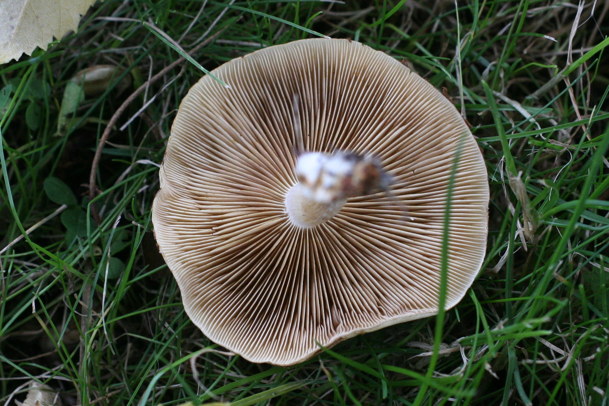 pholiota_gummosa3md