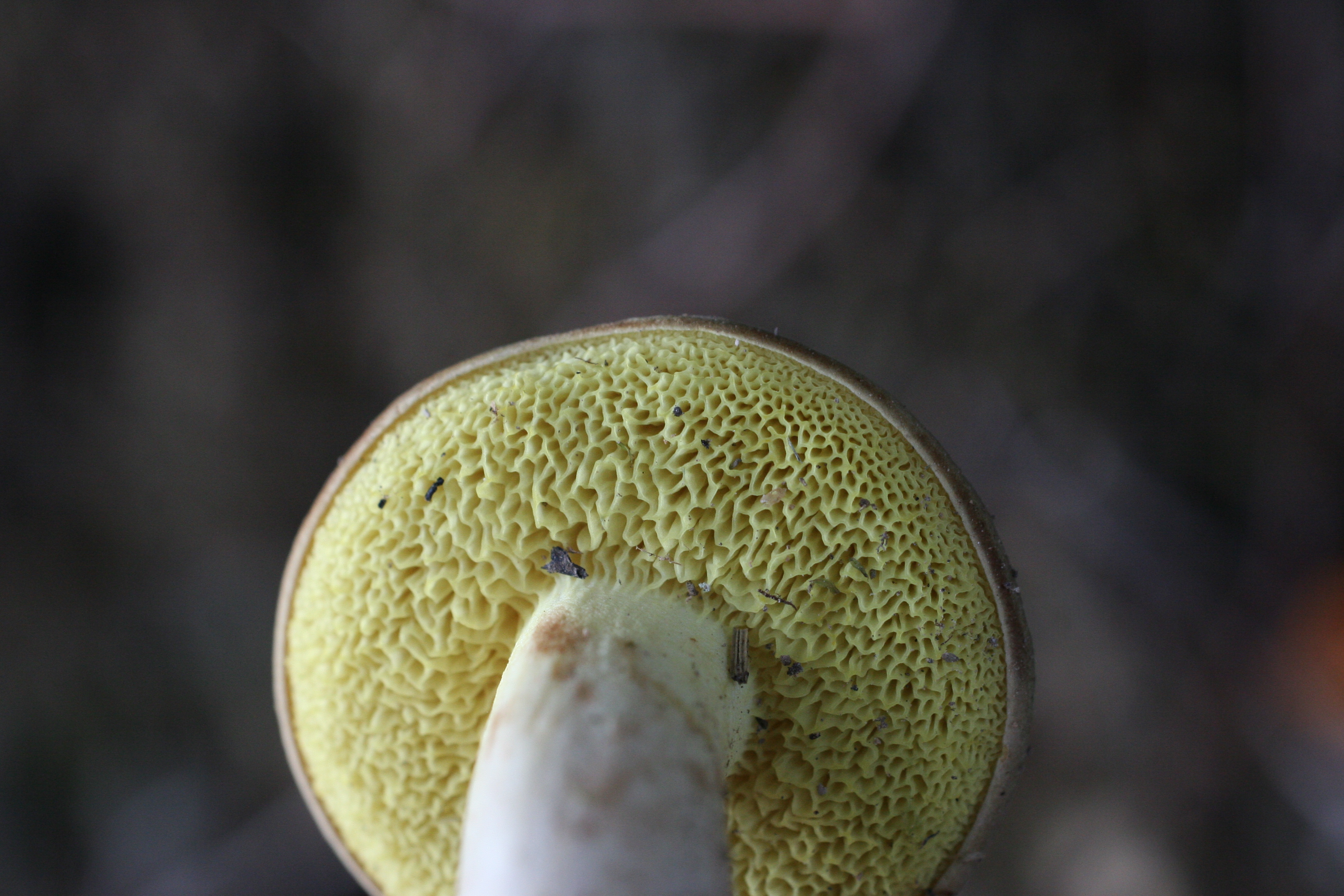 suillus_granulatus2md