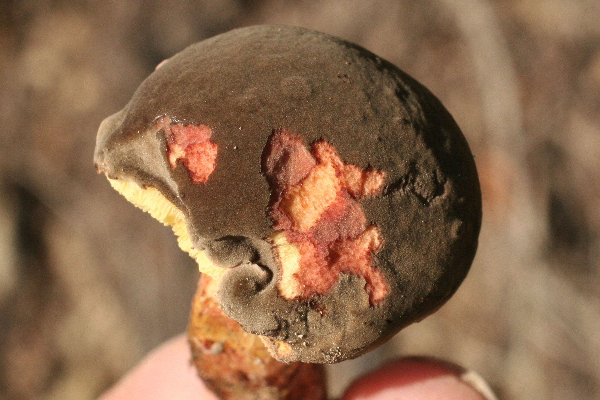 xerocomus_chrysenteron2md