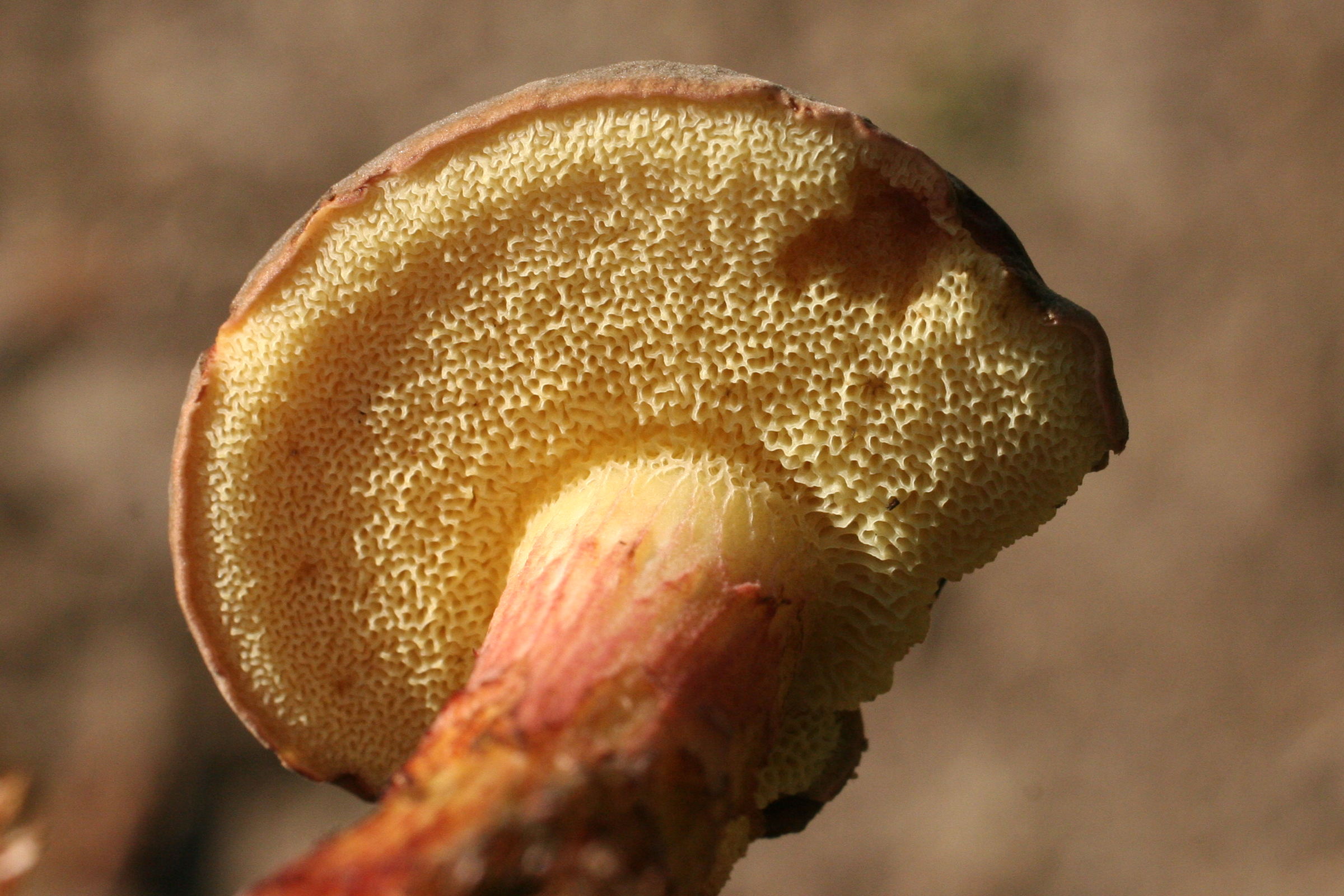 xerocomus_chrysenteron3md