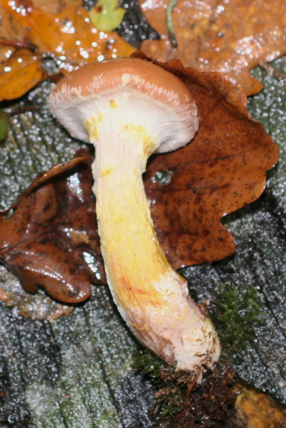 Afficher le média armillaria_gallica2md armillaria_gallica2md