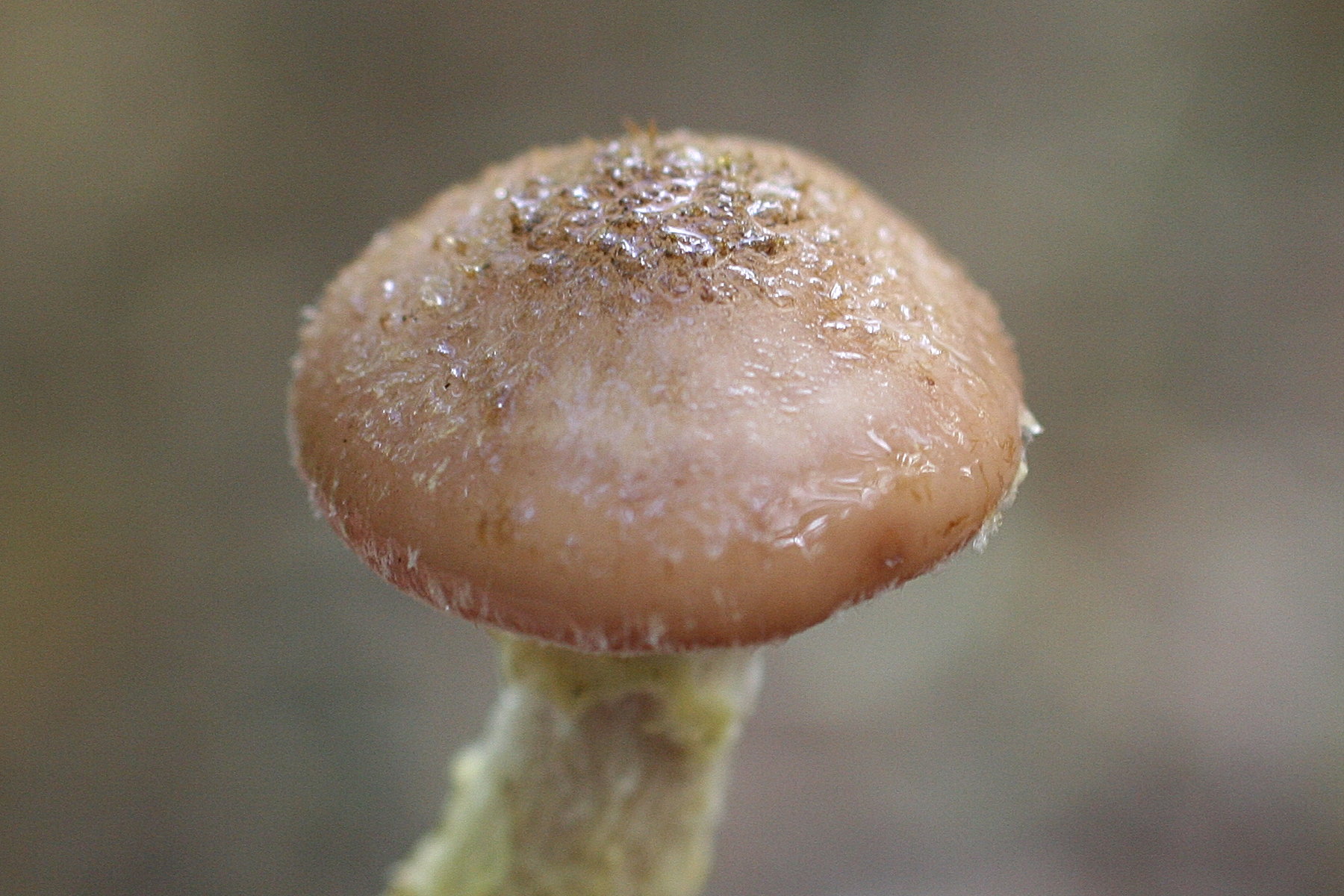 Afficher le média armillaria_gallica3md armillaria_gallica3md