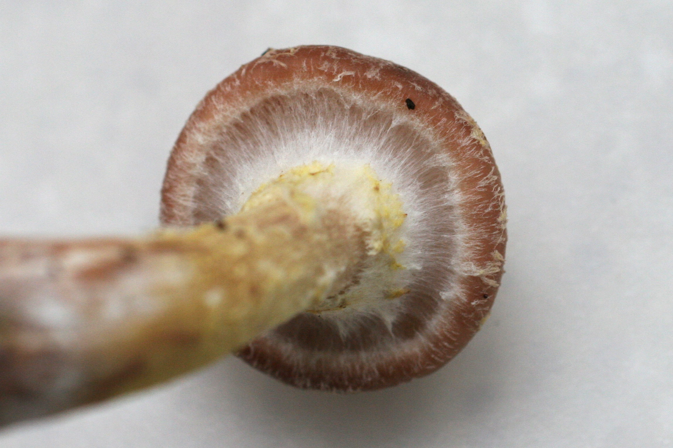 Afficher le média armillaria_gallica4md armillaria_gallica4md