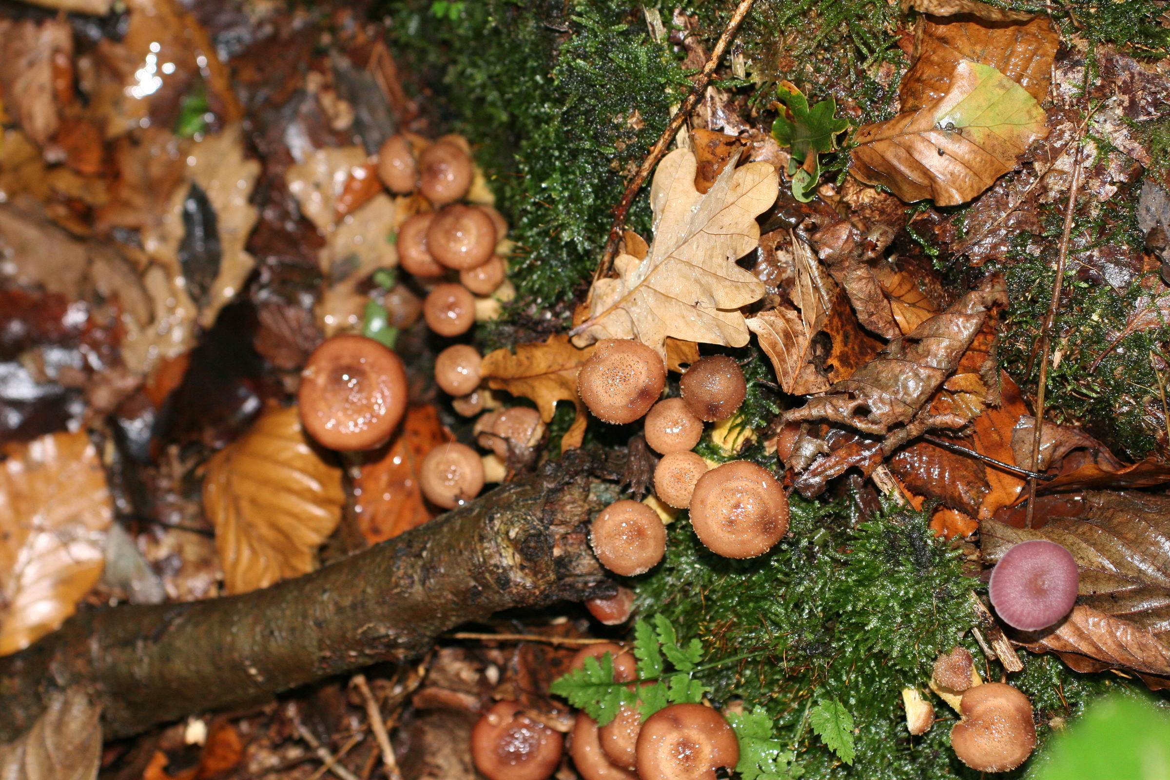 Afficher le média armillaria_gallica5md armillaria_gallica5md