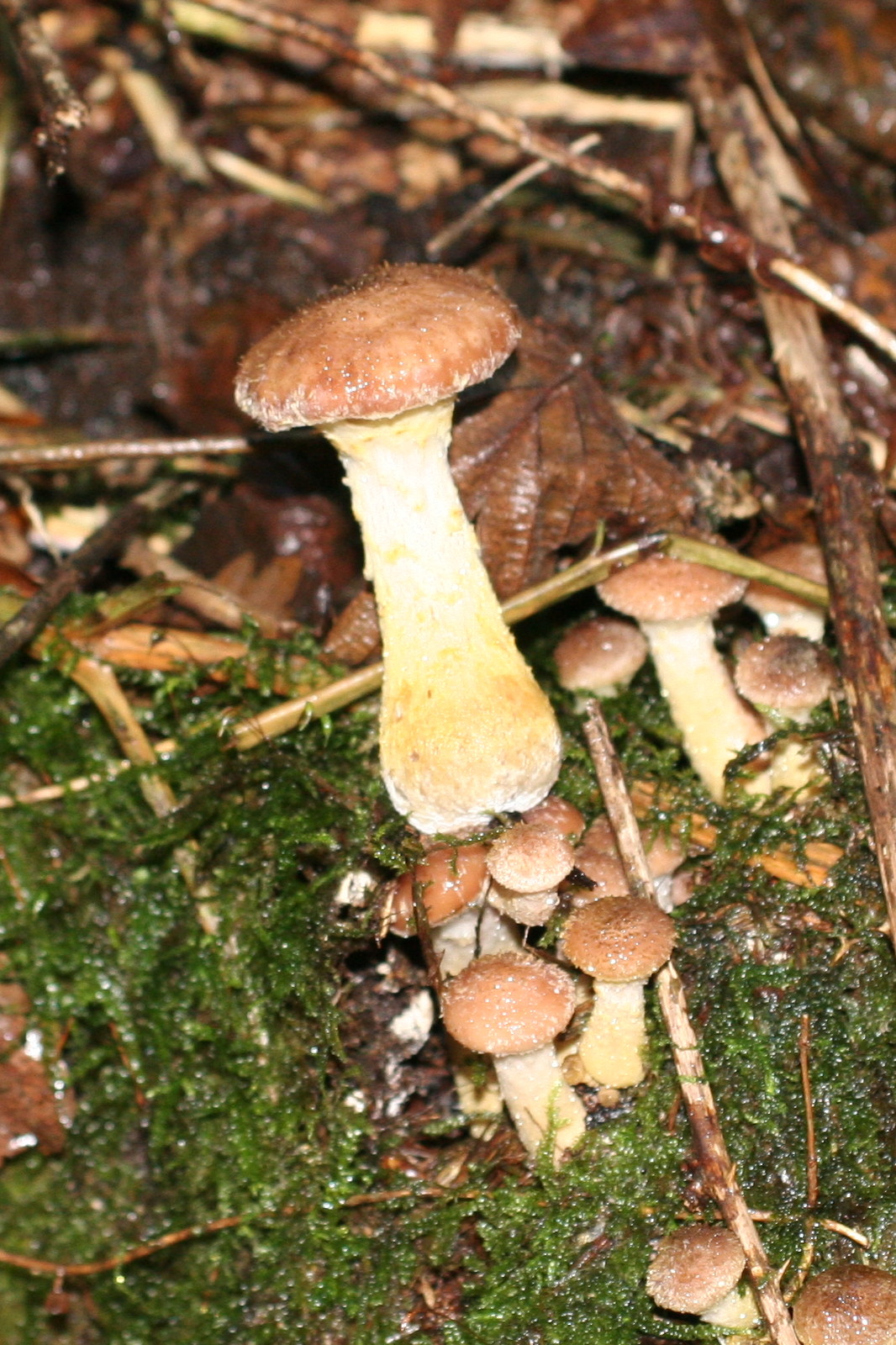 Afficher le média armillaria_gallica6md armillaria_gallica6md