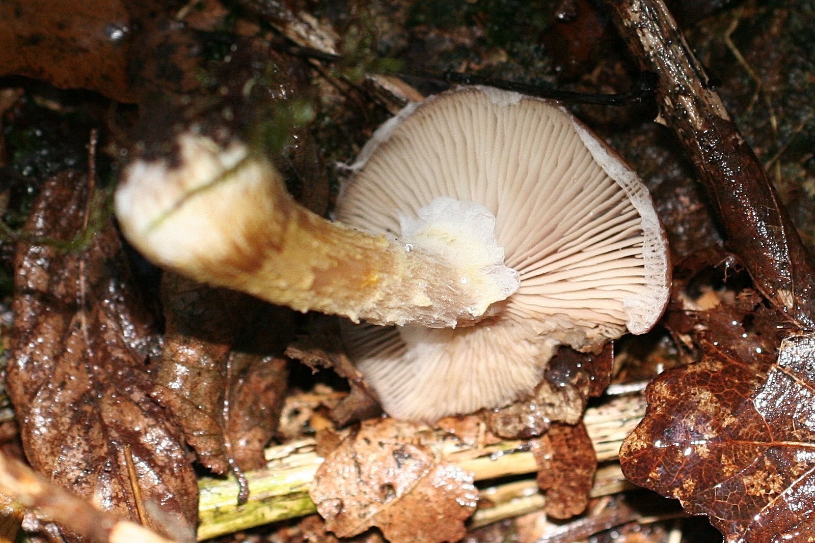 Afficher le média armillaria_gallica7md armillaria_gallica7md