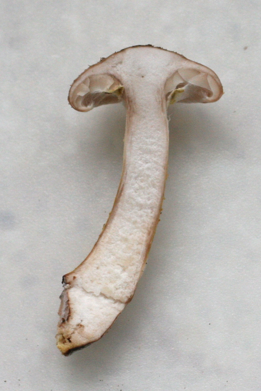 Afficher le média armillaria_gallica8md armillaria_gallica8md