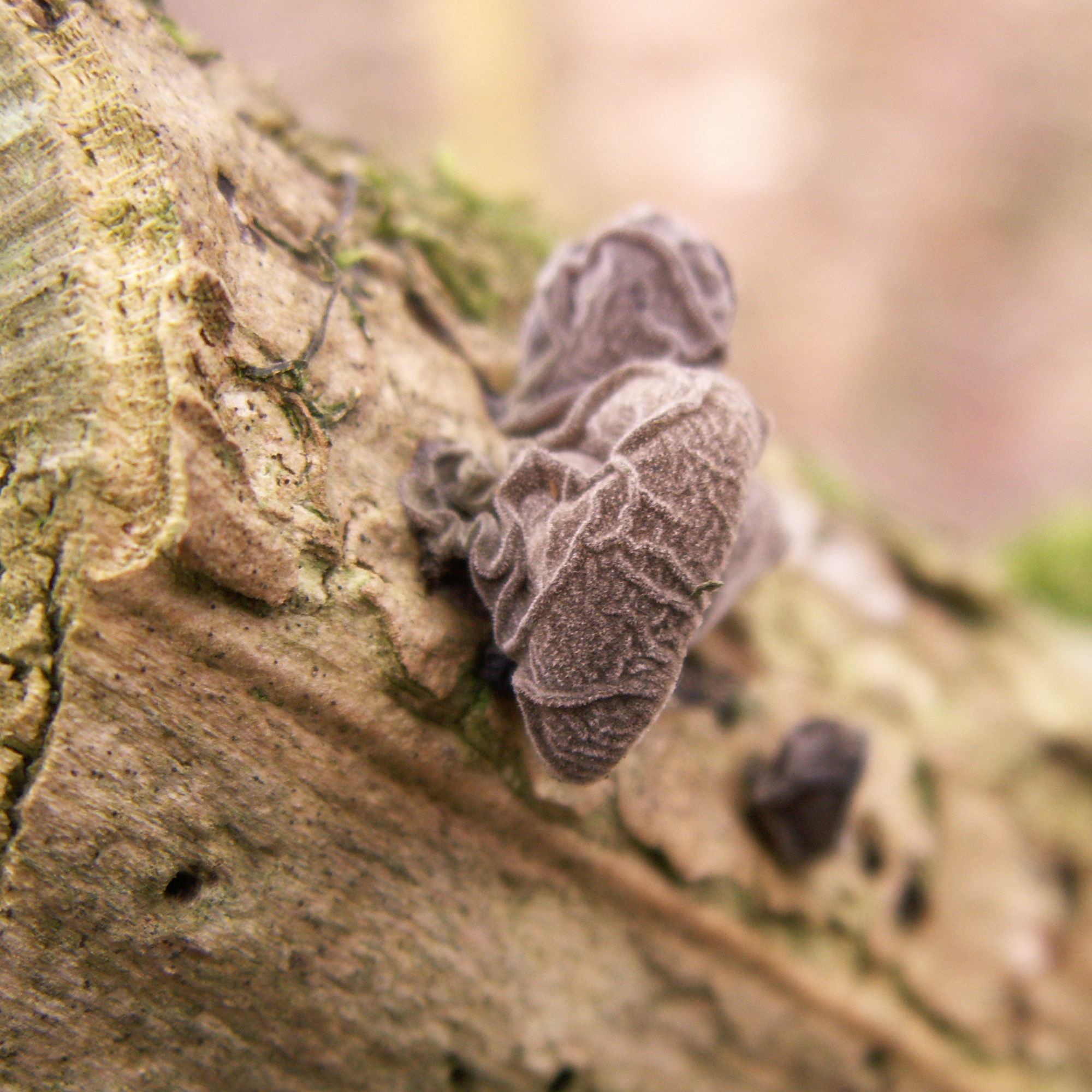 Afficher le média auricularia_auricula-judae5md auricularia_auricula-judae5md