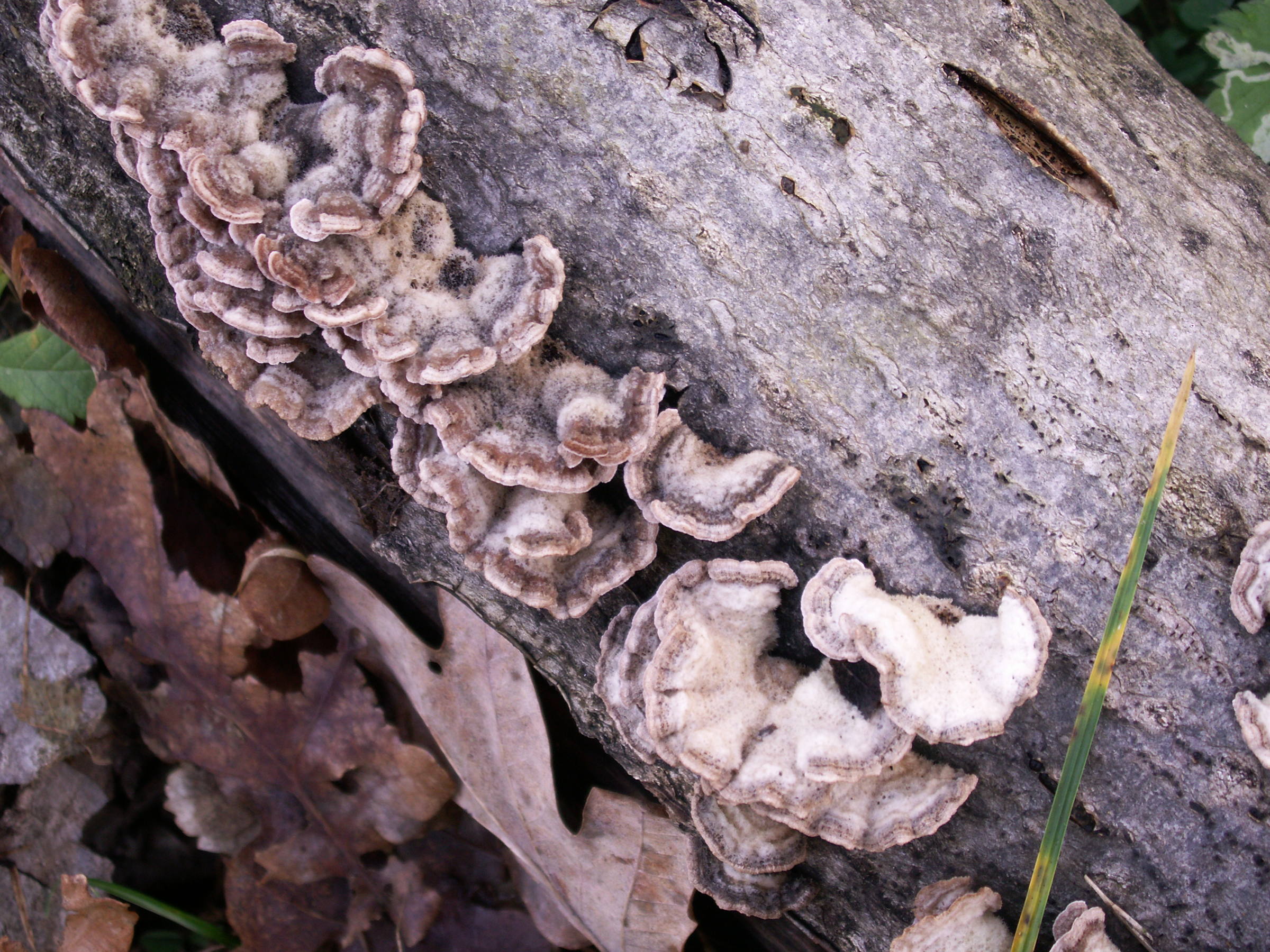 Afficher le média auricularia_mesenterica1md auricularia_mesenterica1md