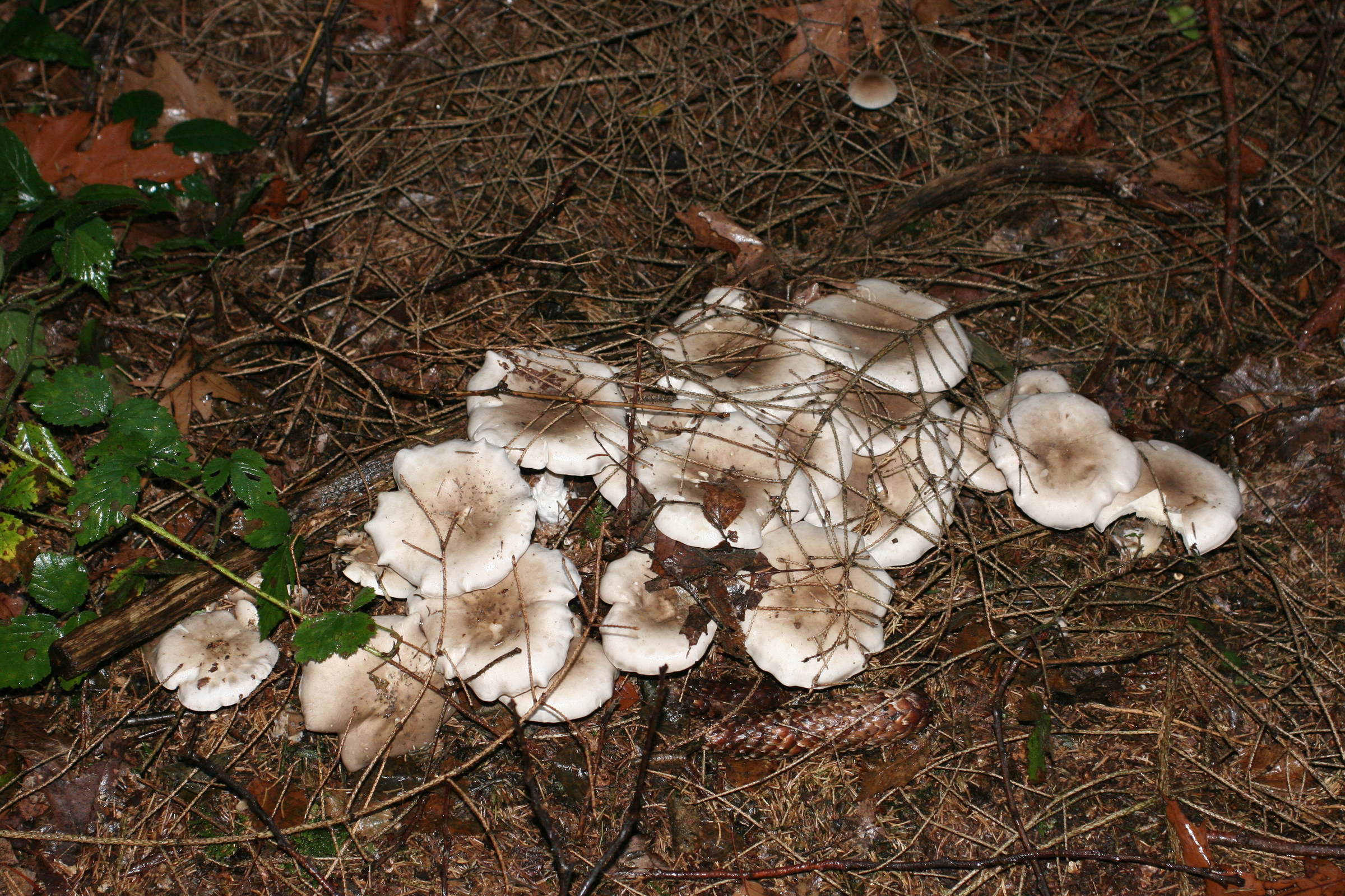 clitocybe_nebularis1md