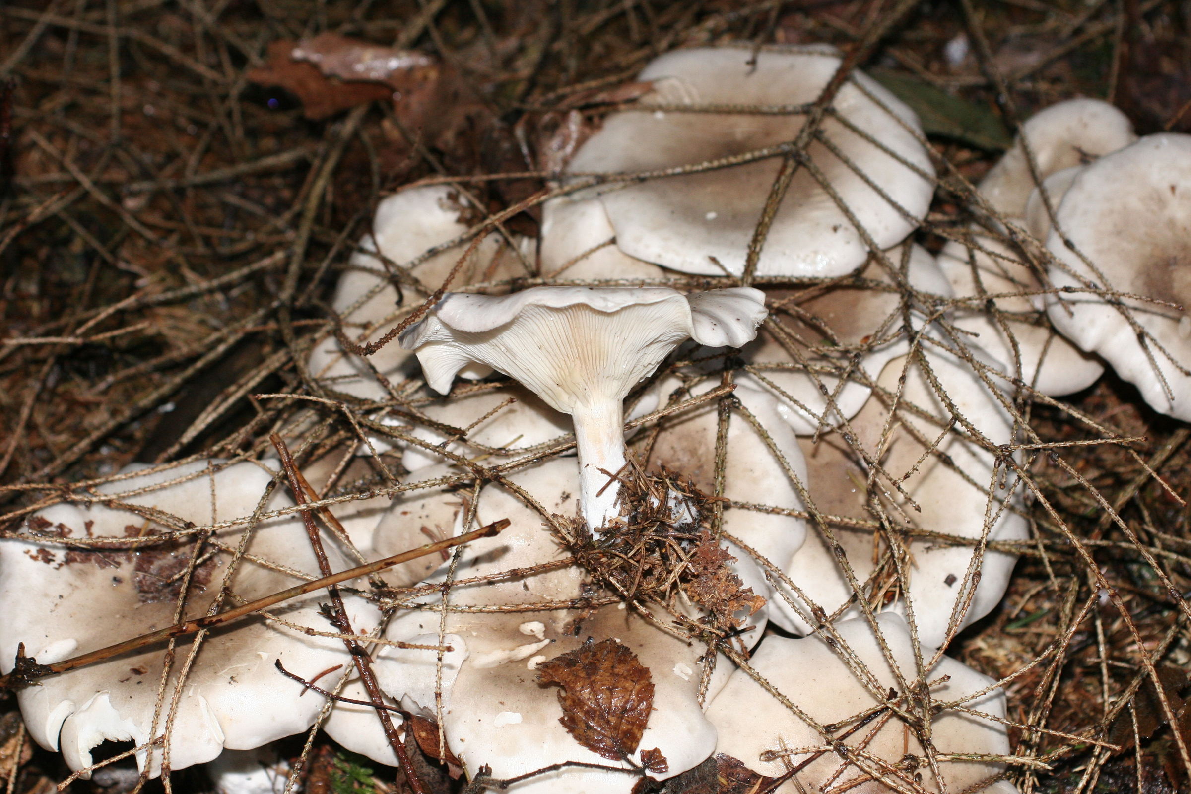 clitocybe_nebularis2md
