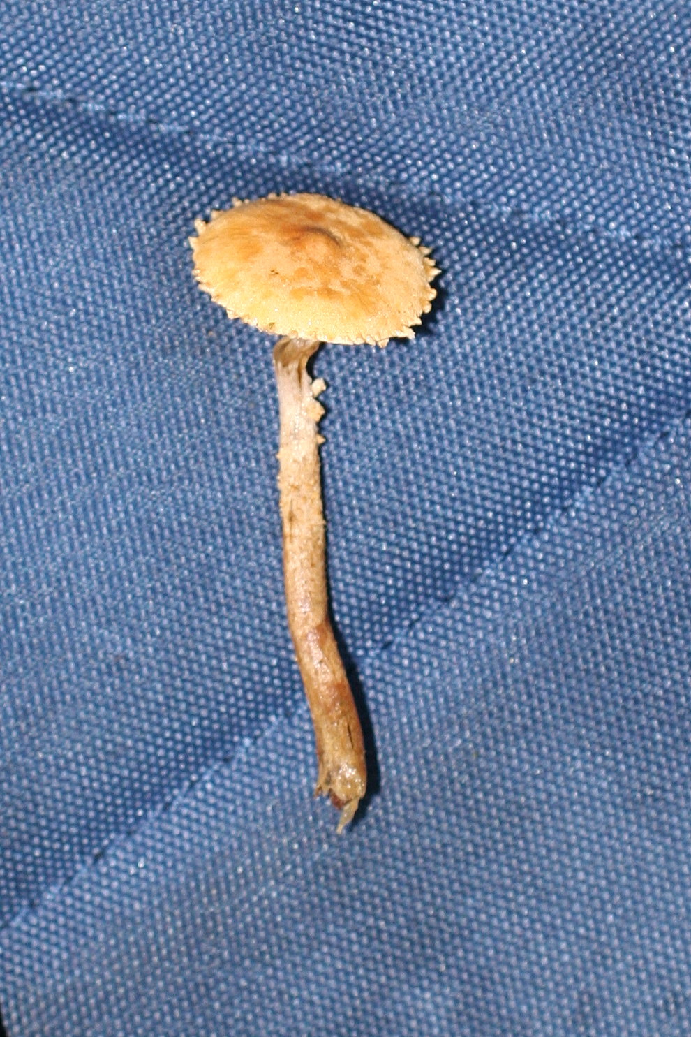 Afficher le média cystoderma_amianthinum1md cystoderma_amianthinum1md