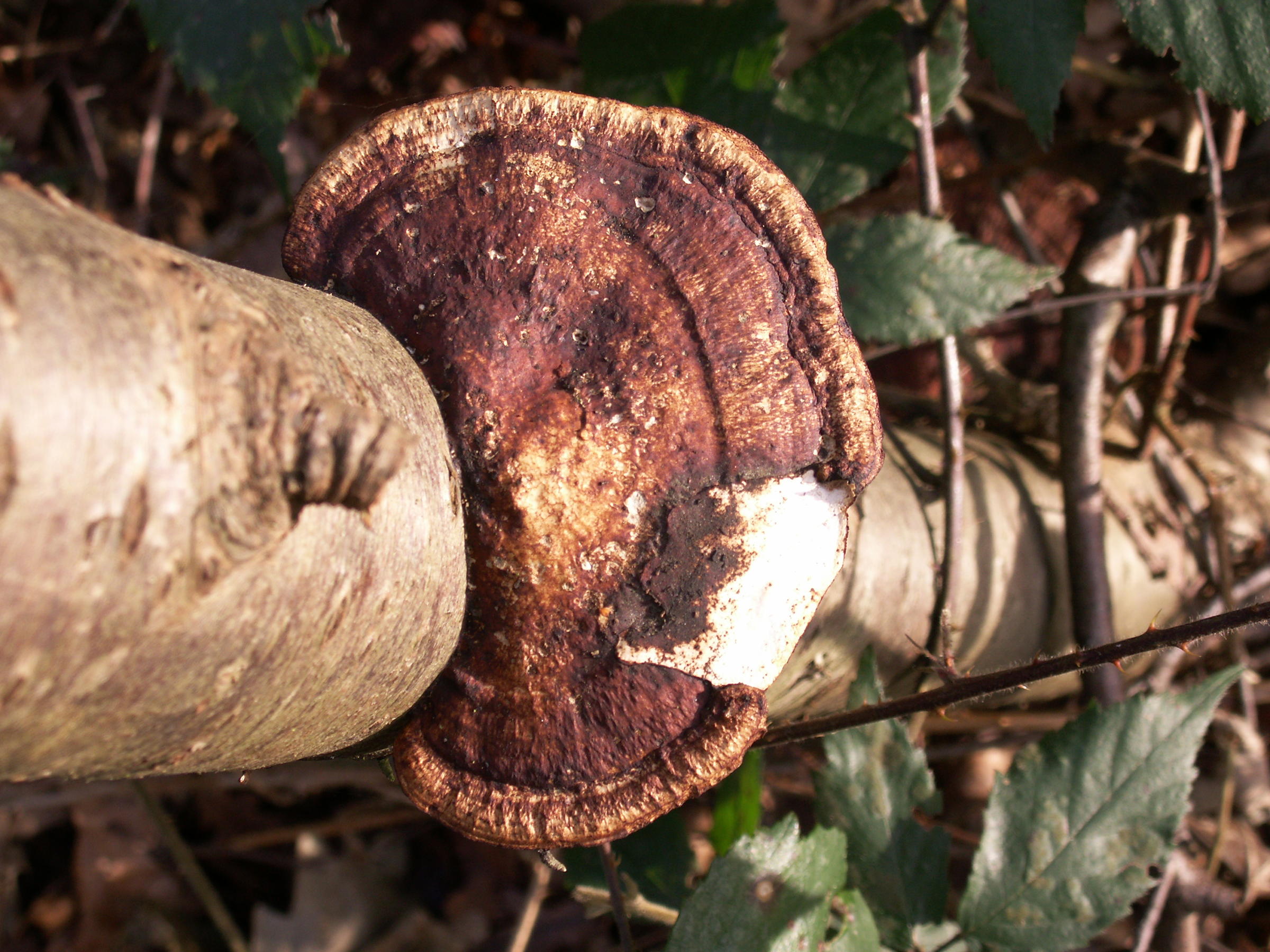 Afficher le média daedaleopsis_confragosa3md daedaleopsis_confragosa3md