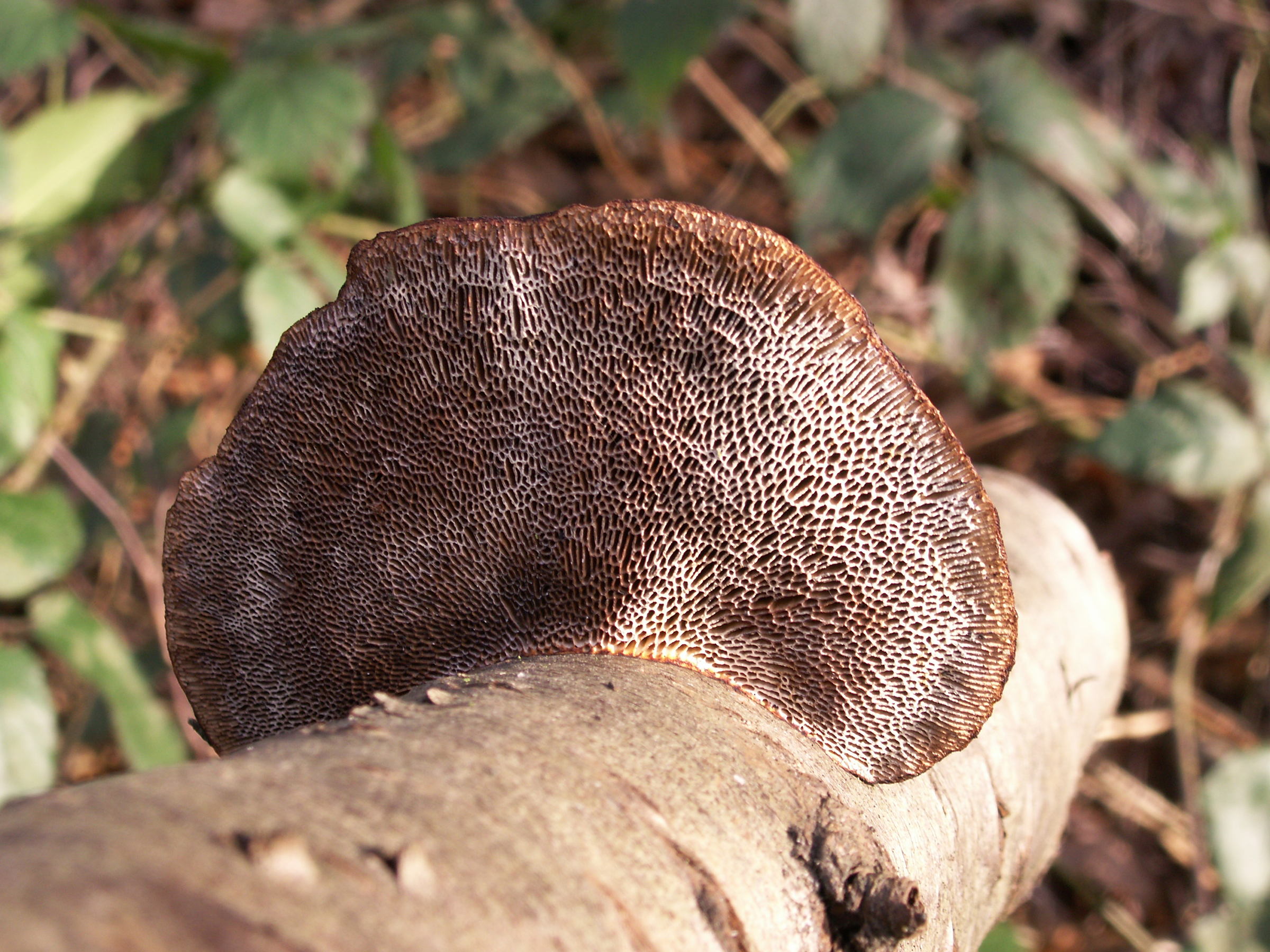 Afficher le média daedaleopsis_confragosa4md daedaleopsis_confragosa4md