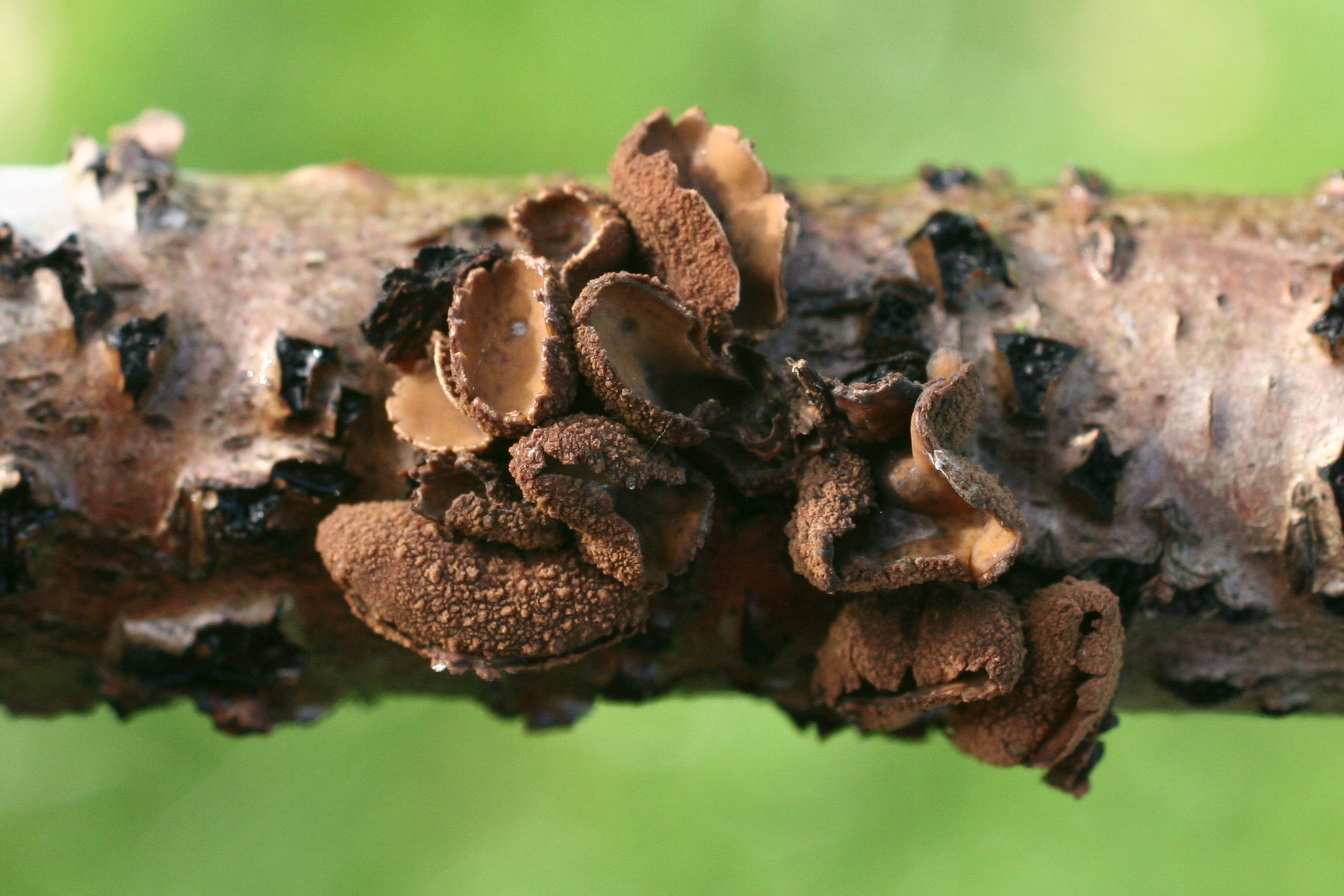 Afficher le média encoelia_furfuracea1md encoelia_furfuracea1md