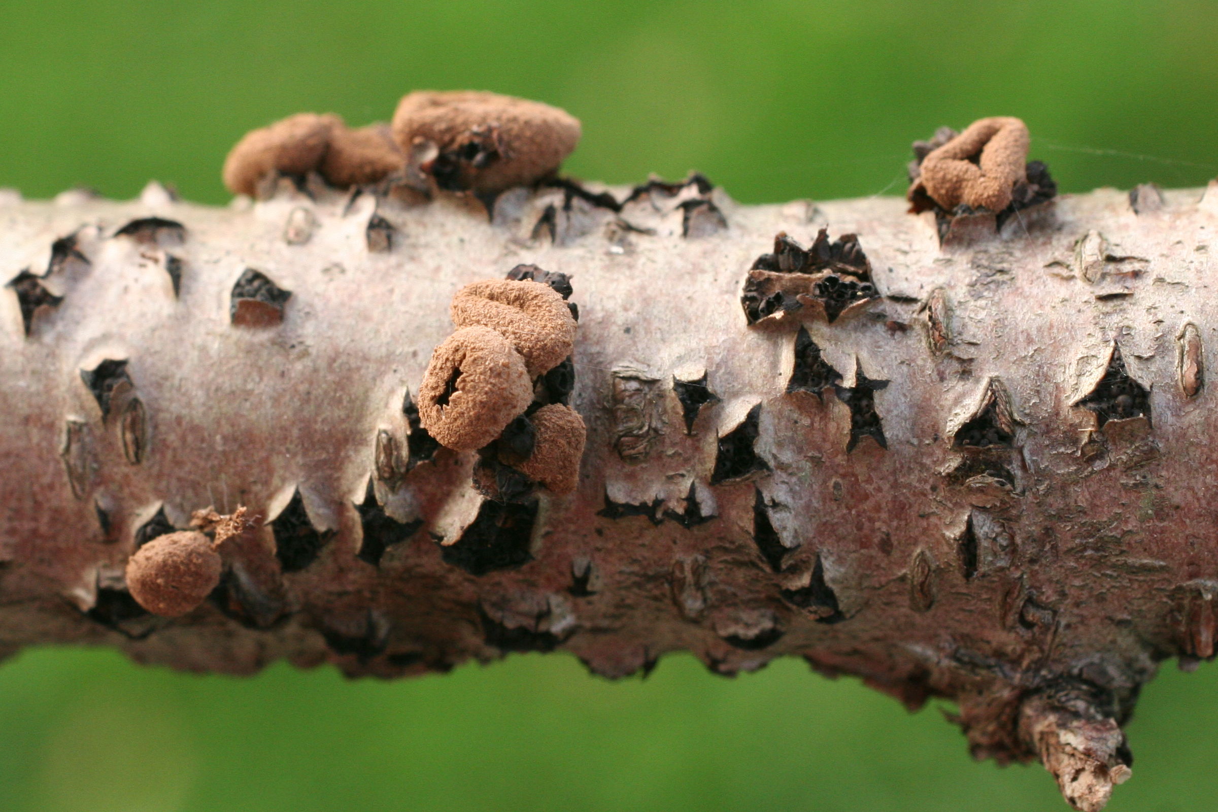 Afficher le média encoelia_furfuracea2md encoelia_furfuracea2md