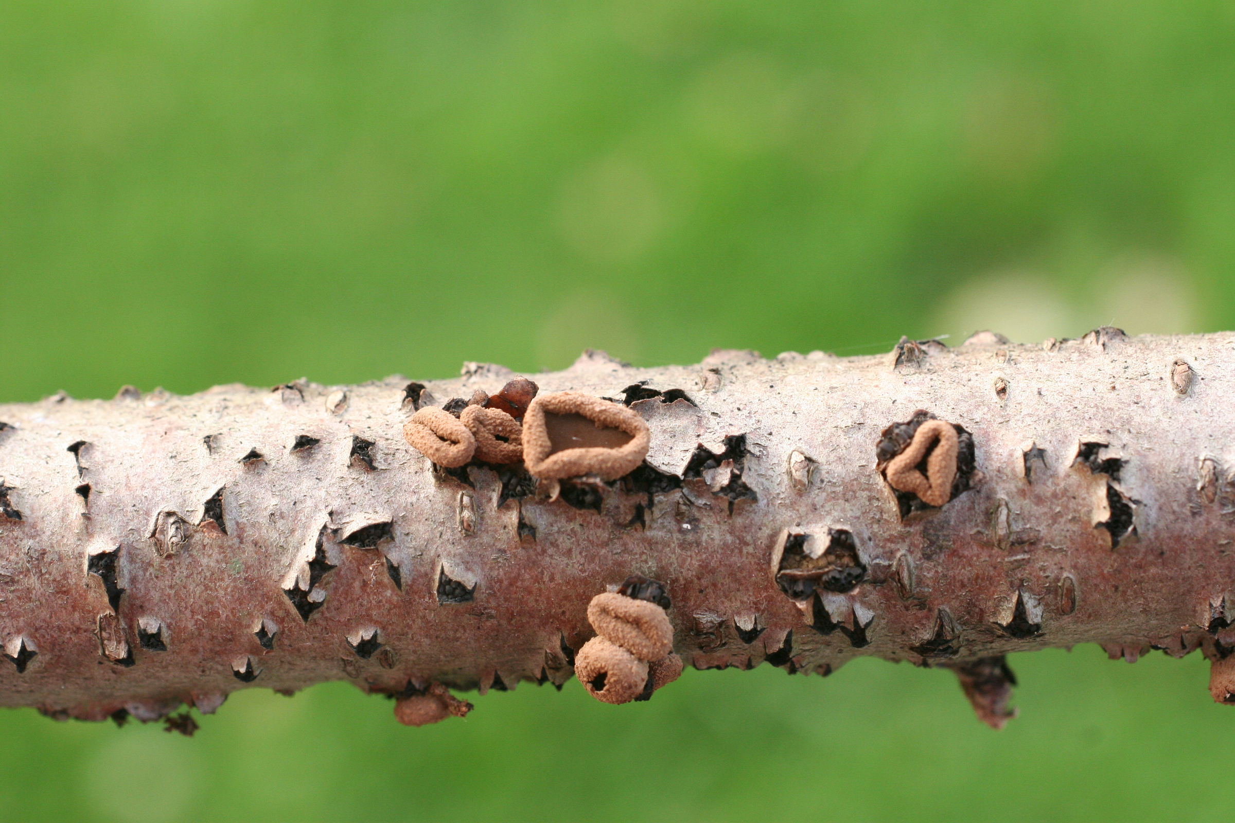 Afficher le média encoelia_furfuracea3md encoelia_furfuracea3md