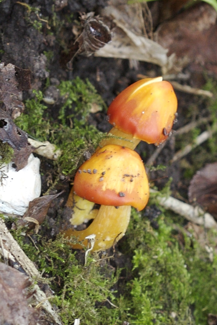 Afficher le média hygrocybe_conica1md hygrocybe_conica1md