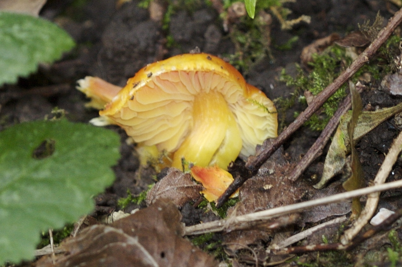 Afficher le média hygrocybe_conica2md hygrocybe_conica2md