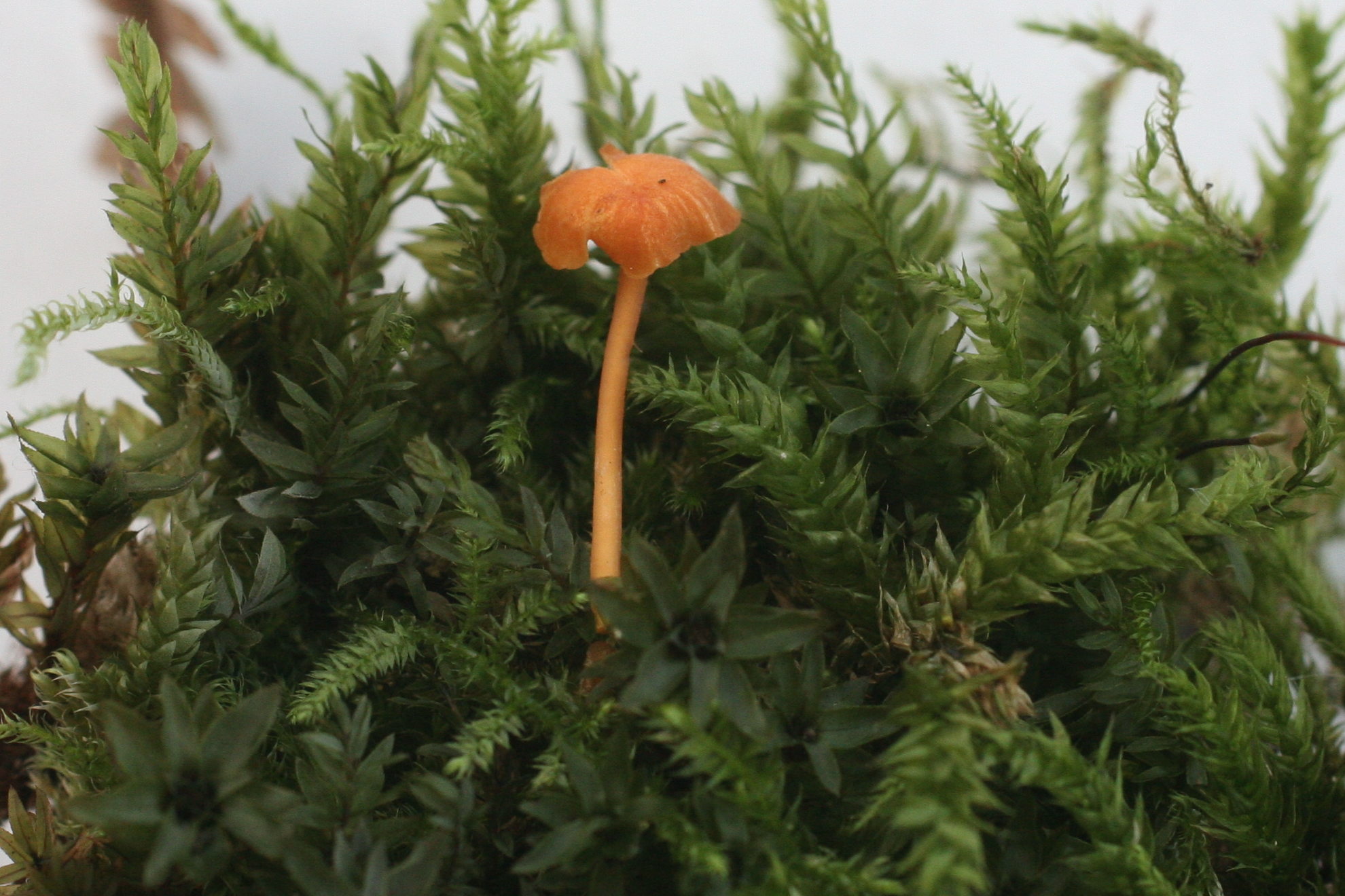 Afficher le média rickenella_fibula1md rickenella_fibula1md