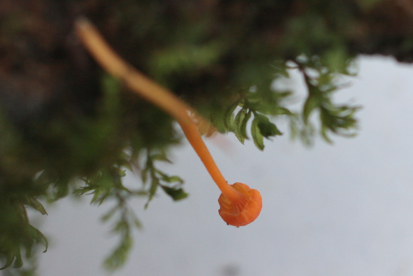 Afficher le média rickenella_fibula2md rickenella_fibula2md