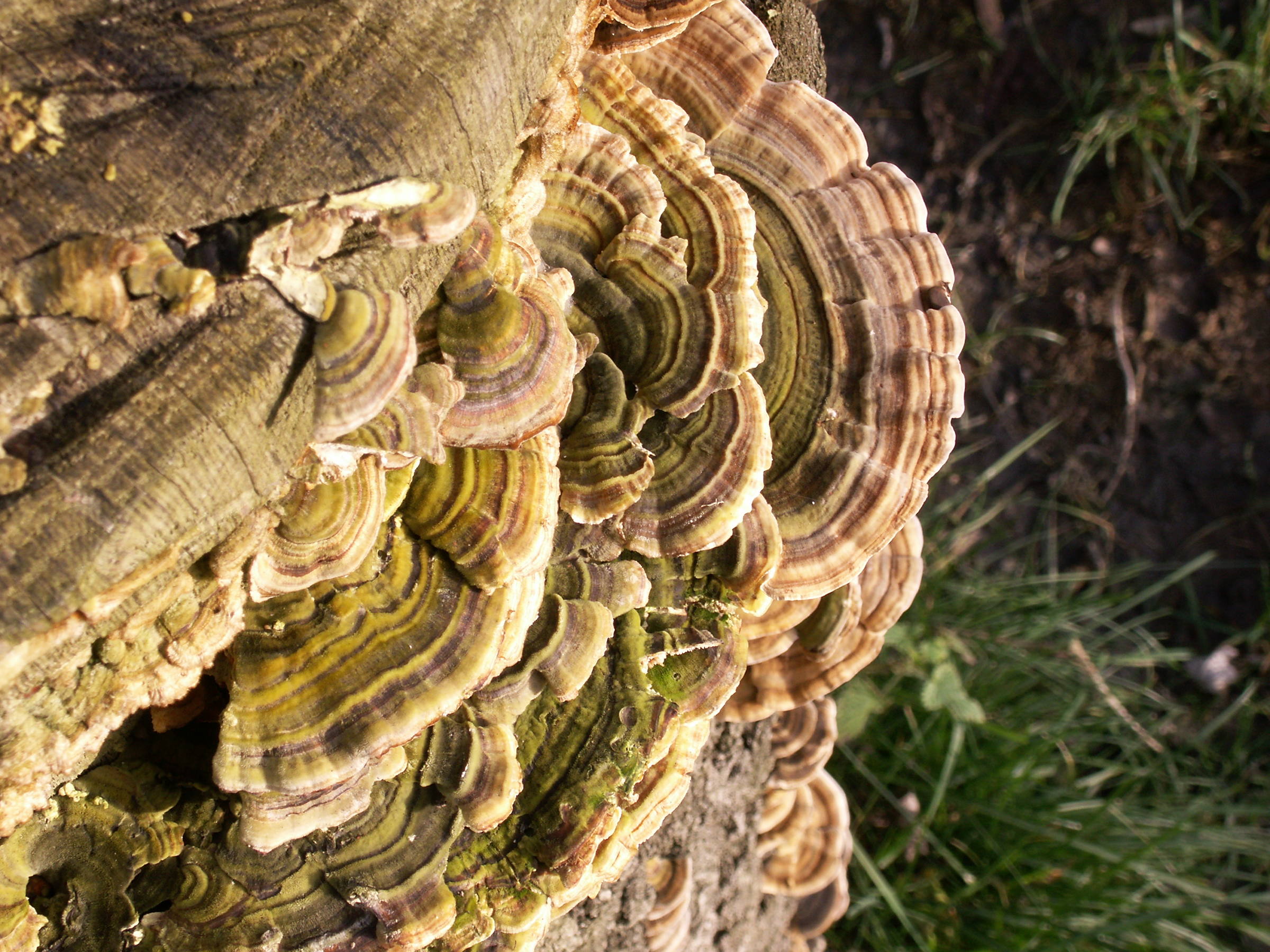 Afficher le média trametes_versicolor6md trametes_versicolor6md