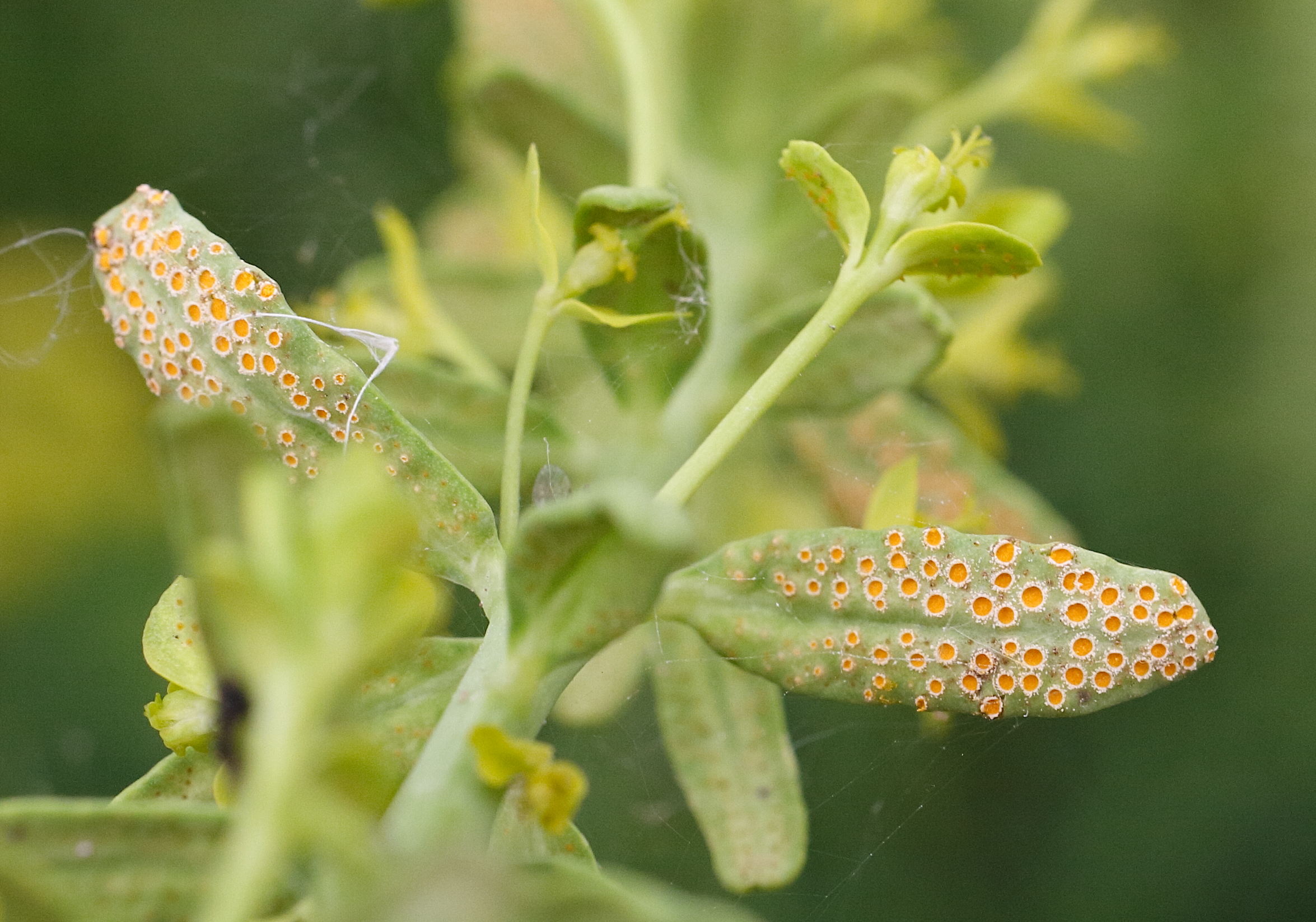 uromyces_pisi-sativi1md