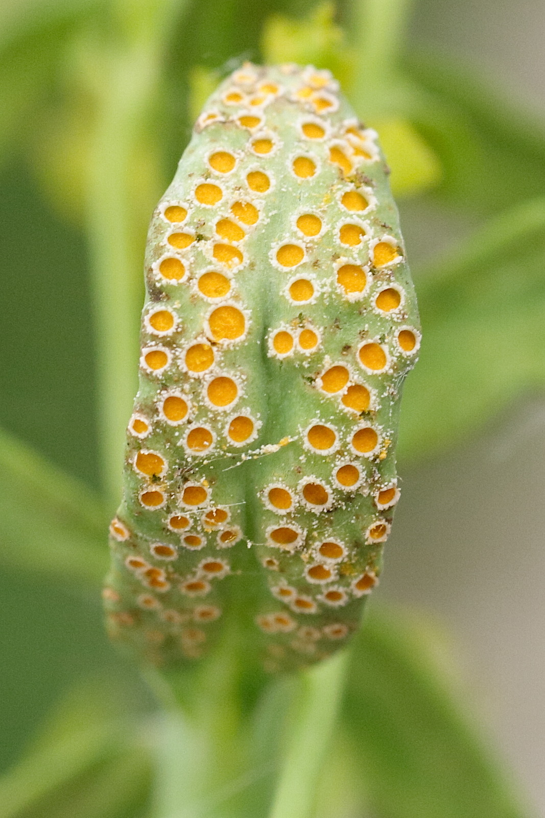 uromyces_pisi-sativi2md