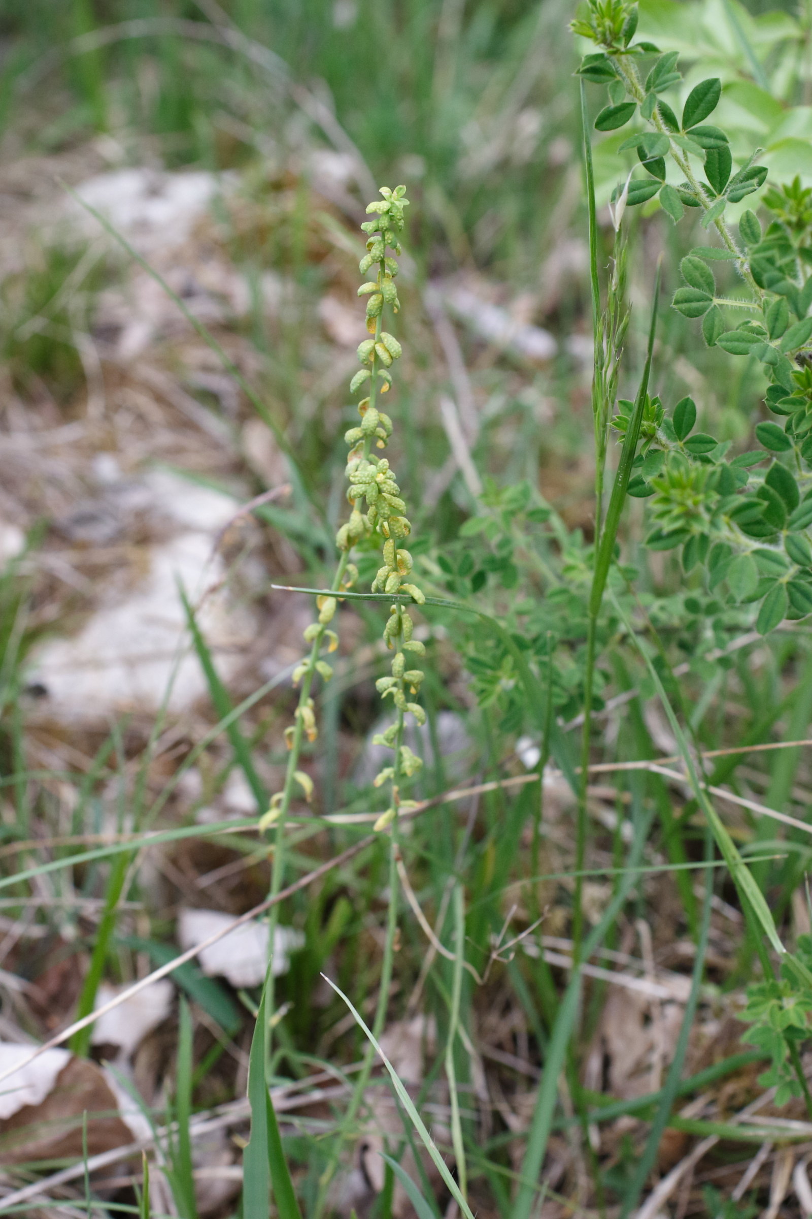 uromyces_pisi-sativi4md