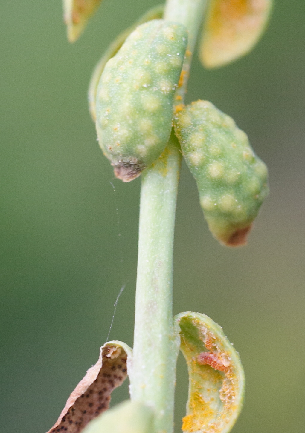 uromyces_pisi-sativi5md