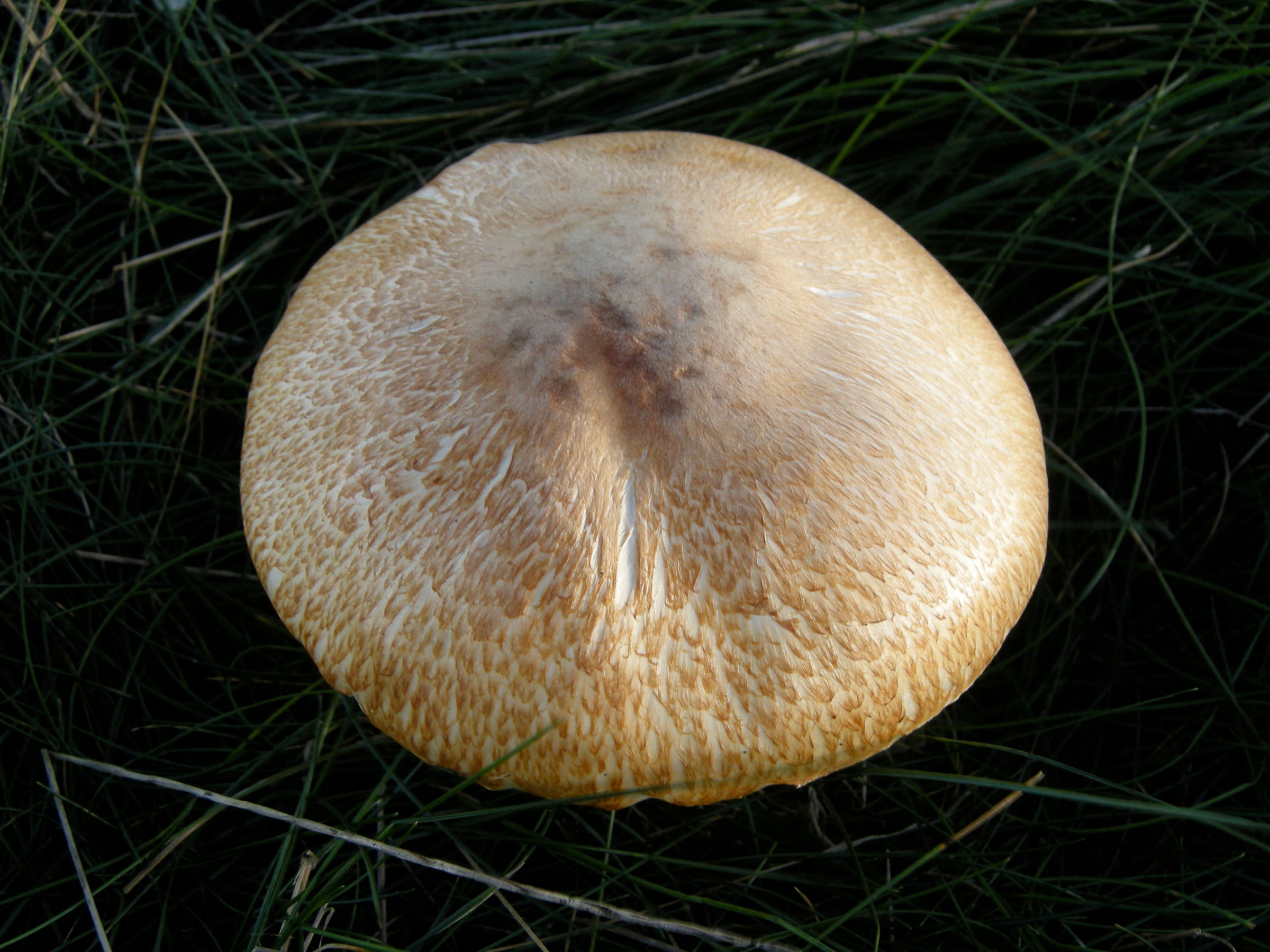 Afficher le média agaricus_augustus1md agaricus_augustus1md