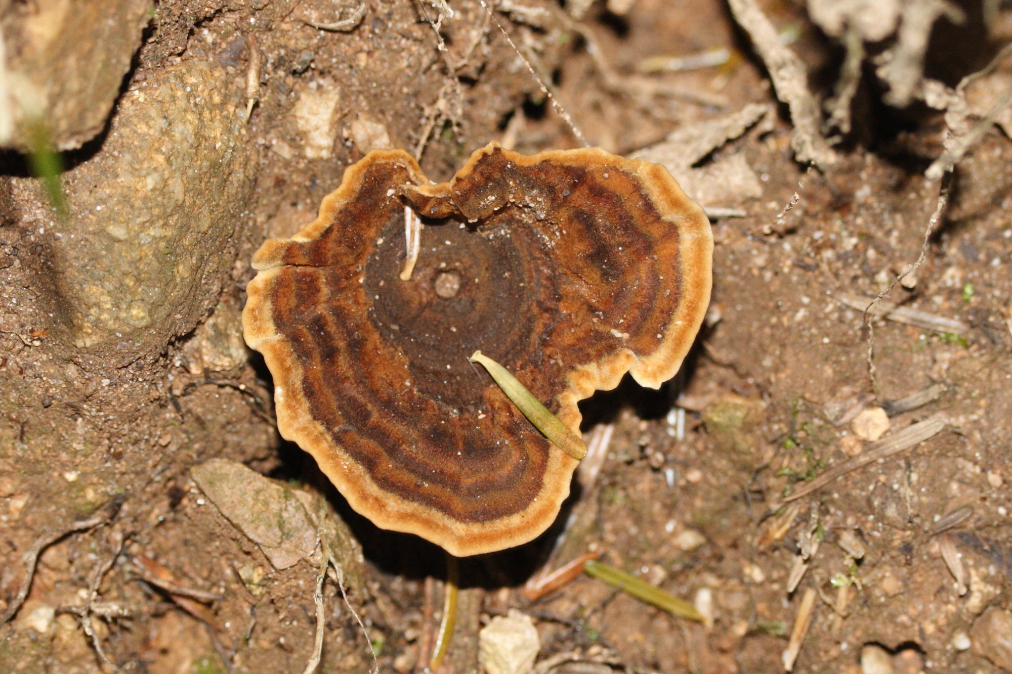 Afficher le média coltricia_perennis1md coltricia_perennis1md