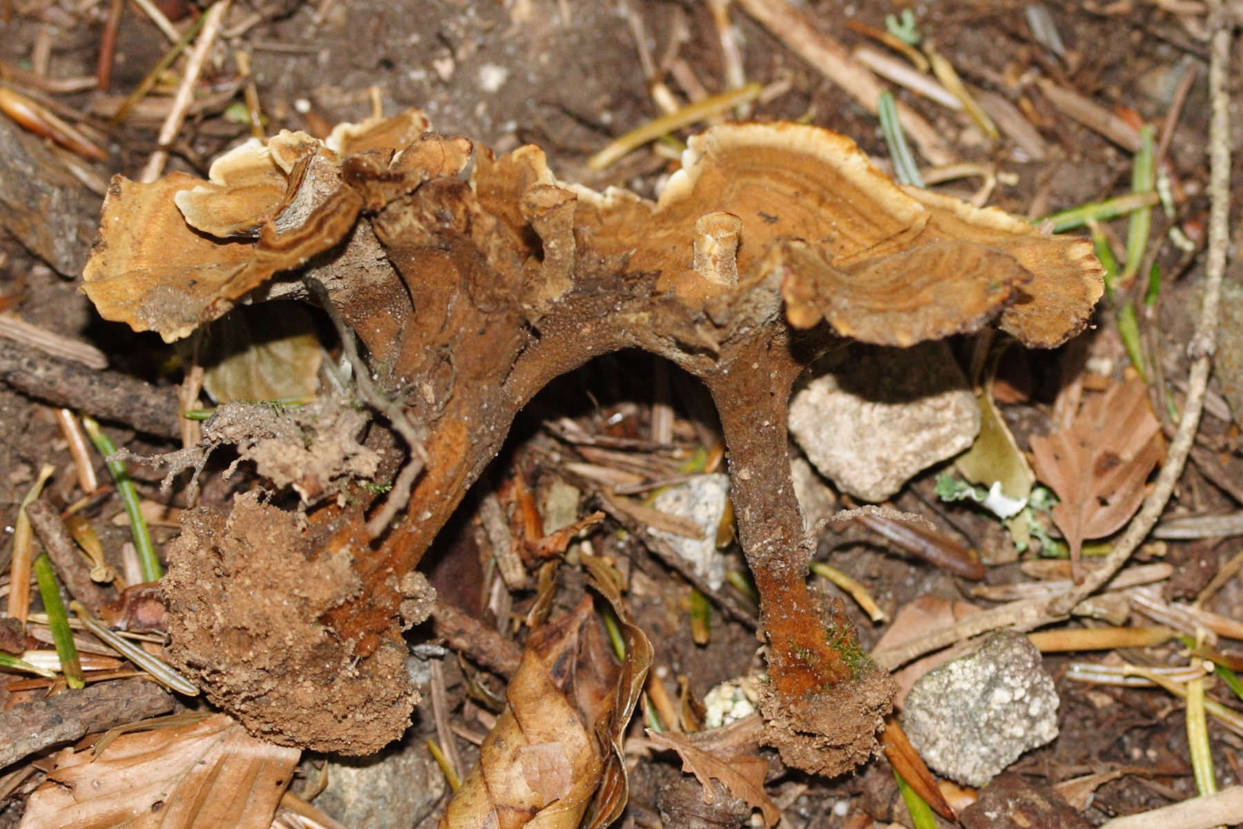 Afficher le média coltricia_perennis2md coltricia_perennis2md