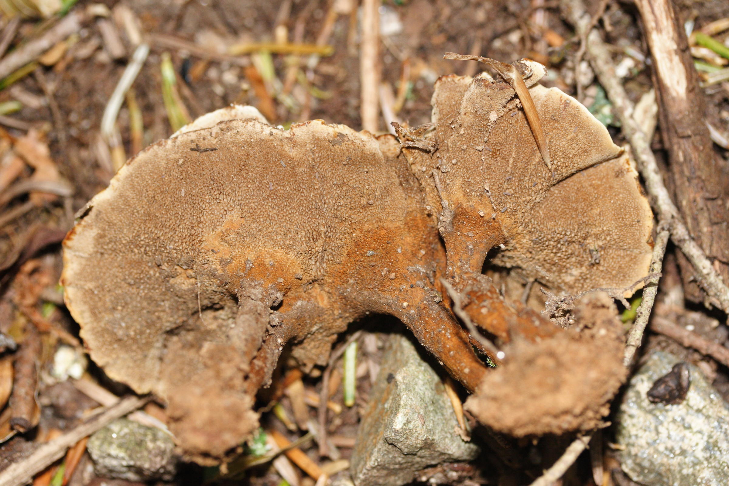 Afficher le média coltricia_perennis3md coltricia_perennis3md