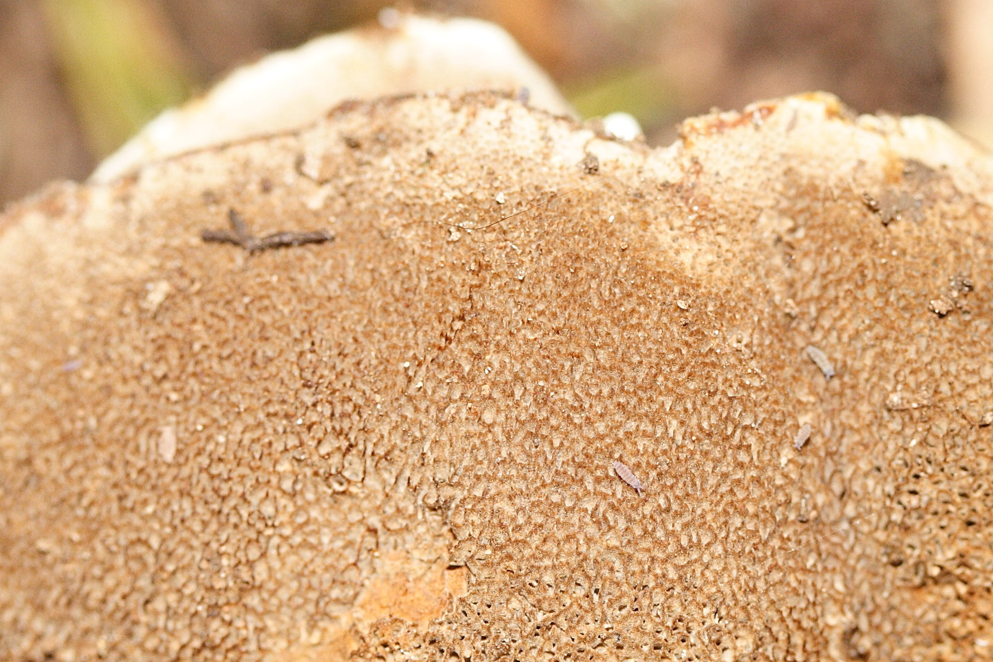 Afficher le média coltricia_perennis4md coltricia_perennis4md