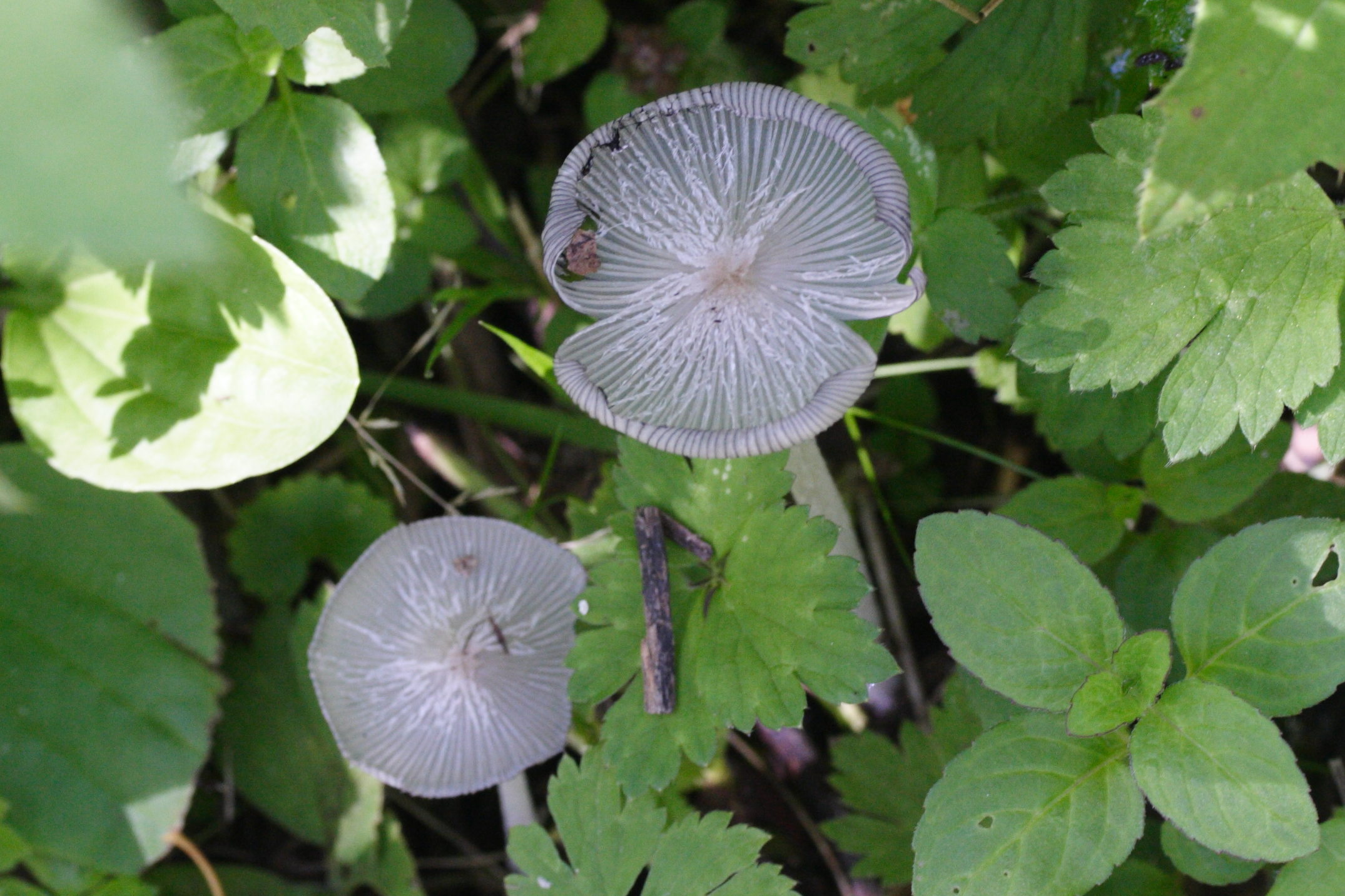 Afficher le média coprinopsis_lagopus6md coprinopsis_lagopus6md
