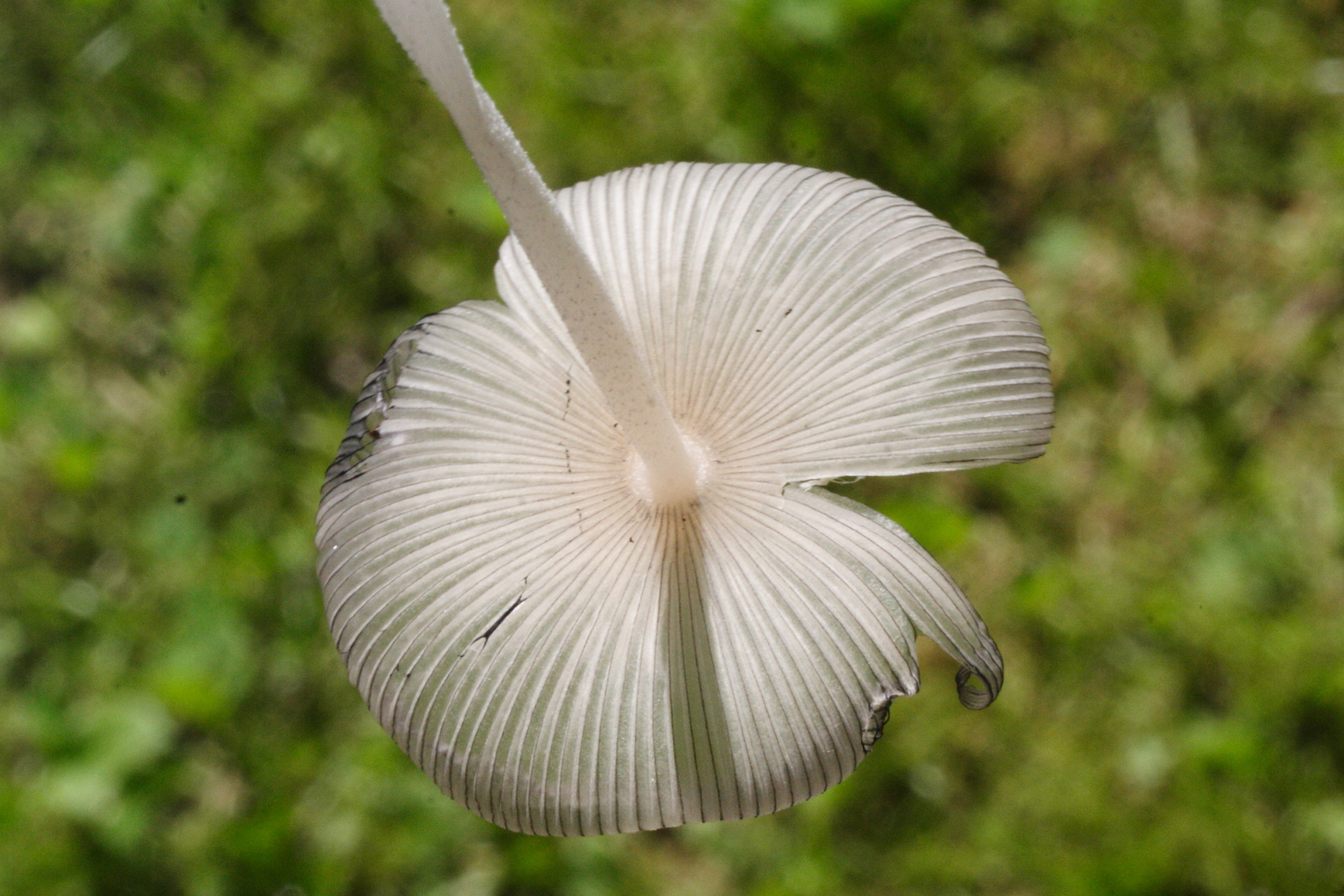 Afficher le média coprinopsis_lagopus7md coprinopsis_lagopus7md