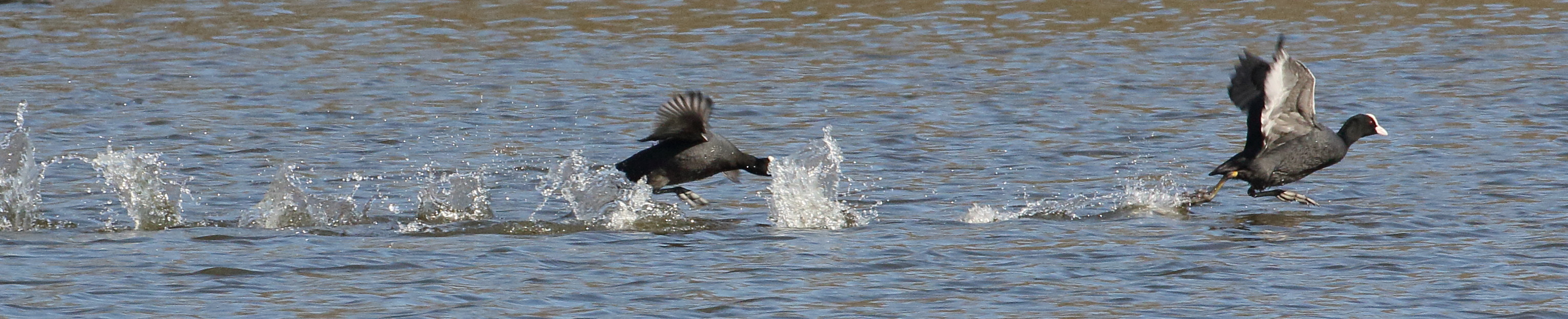 foulque_macroule_-_fulica_atra16bd