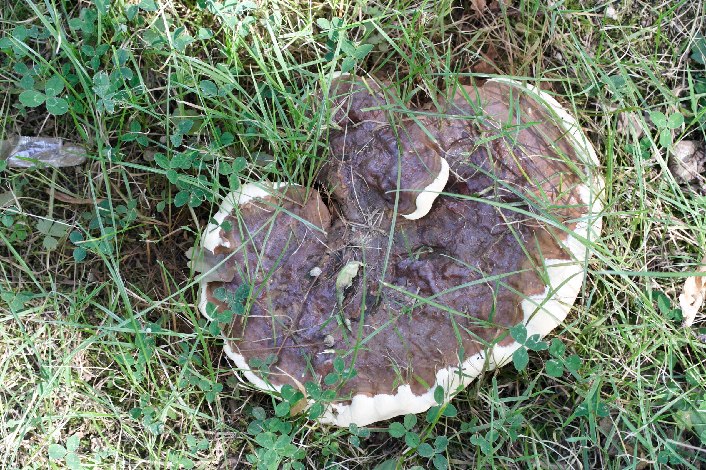 Afficher le média ganoderma_resinaceum1md ganoderma_resinaceum1md