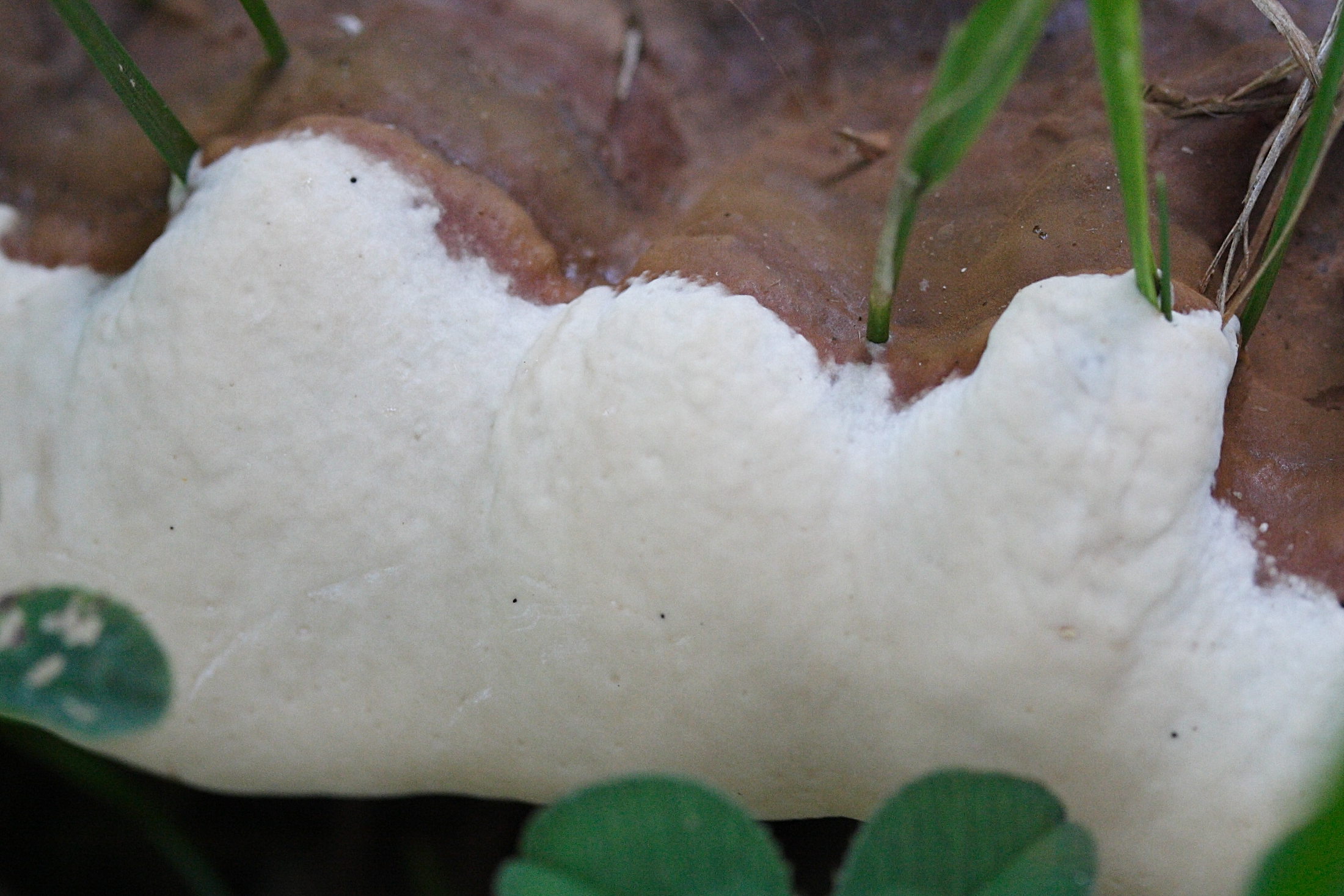 Afficher le média ganoderma_resinaceum2md ganoderma_resinaceum2md