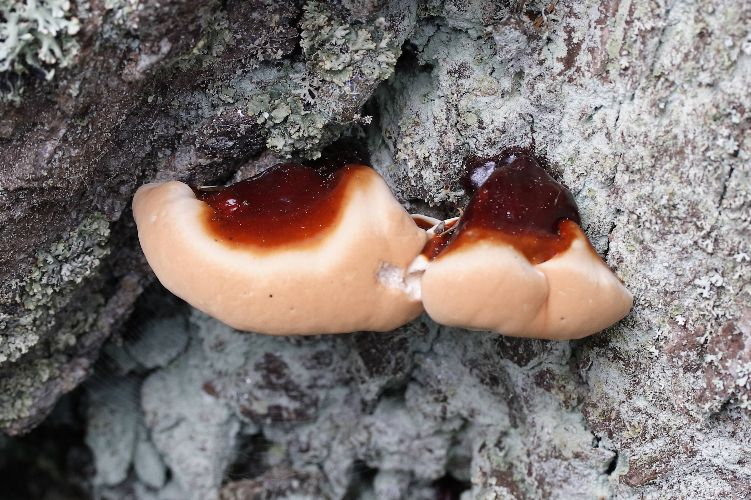 Afficher le média ganoderma_resinaceum3md ganoderma_resinaceum3md