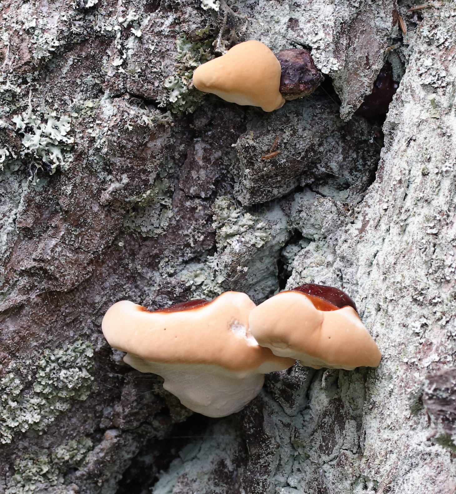 Afficher le média ganoderma_resinaceum4md ganoderma_resinaceum4md