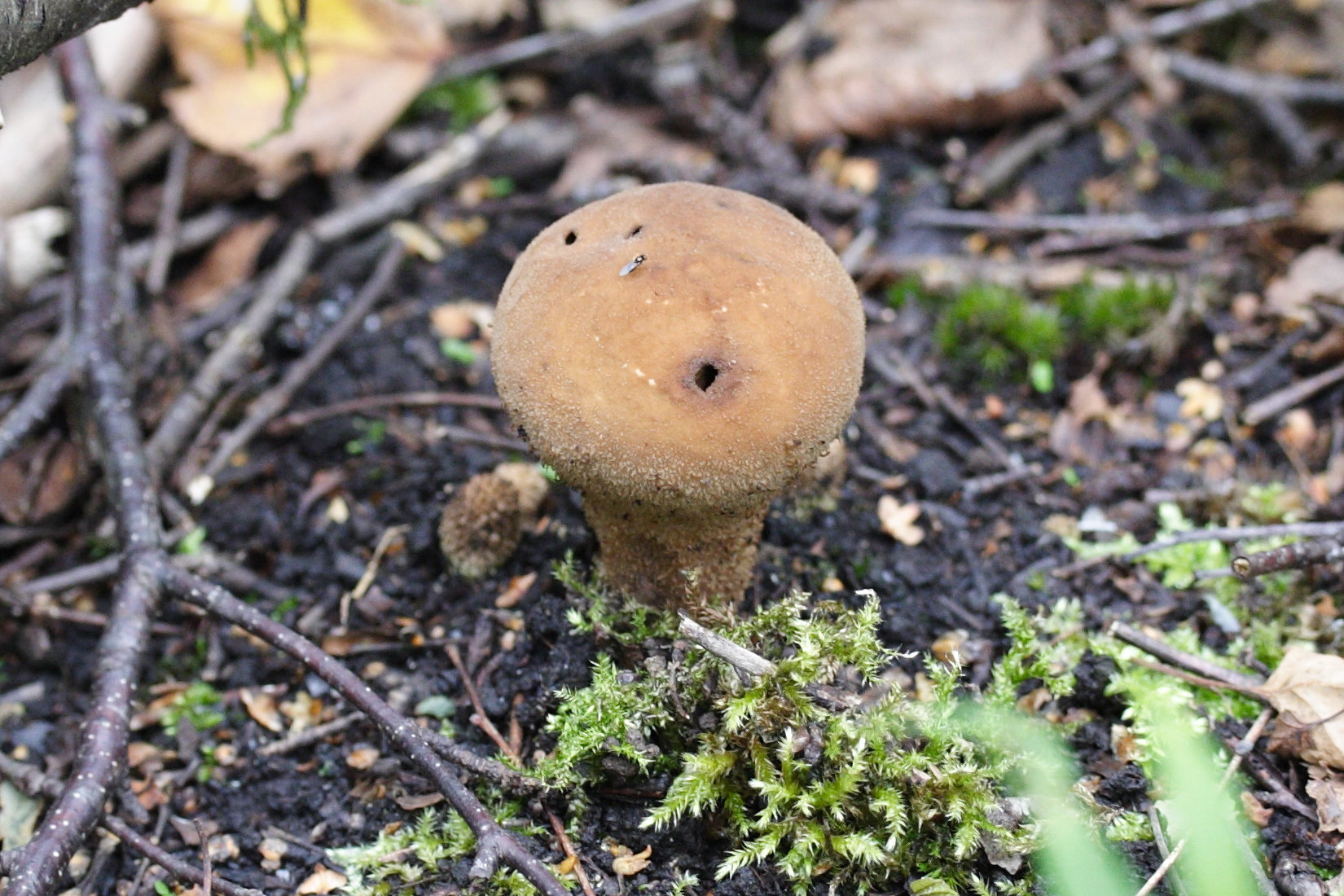 Afficher le média lycoperdon_pyriforme8md lycoperdon_pyriforme8md