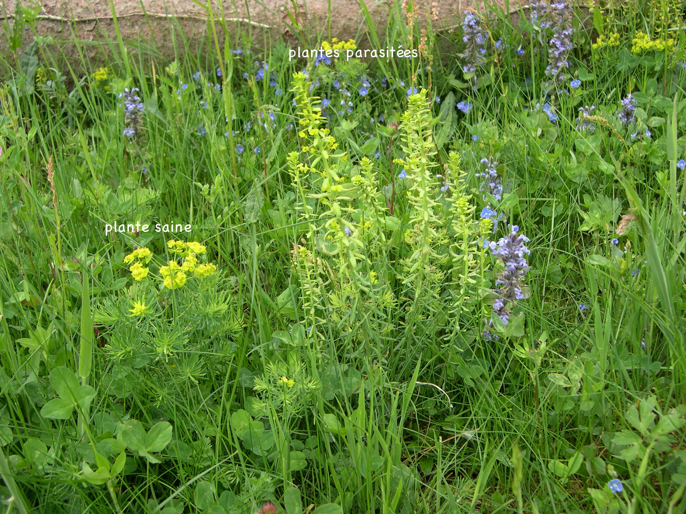 uromyces_pisi-sativi3md