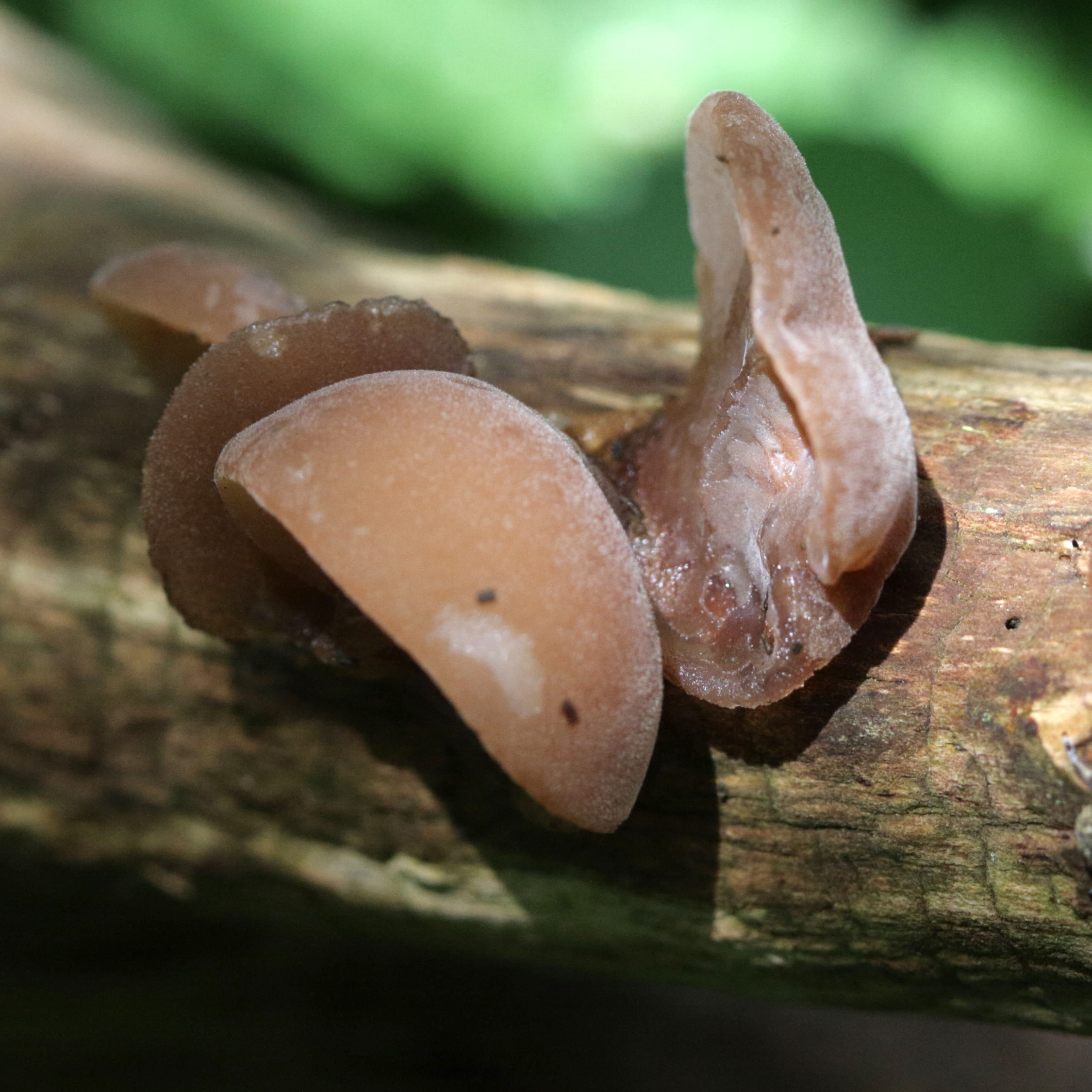 Afficher le média auricularia_auricula-judae6bd auricularia_auricula-judae6bd