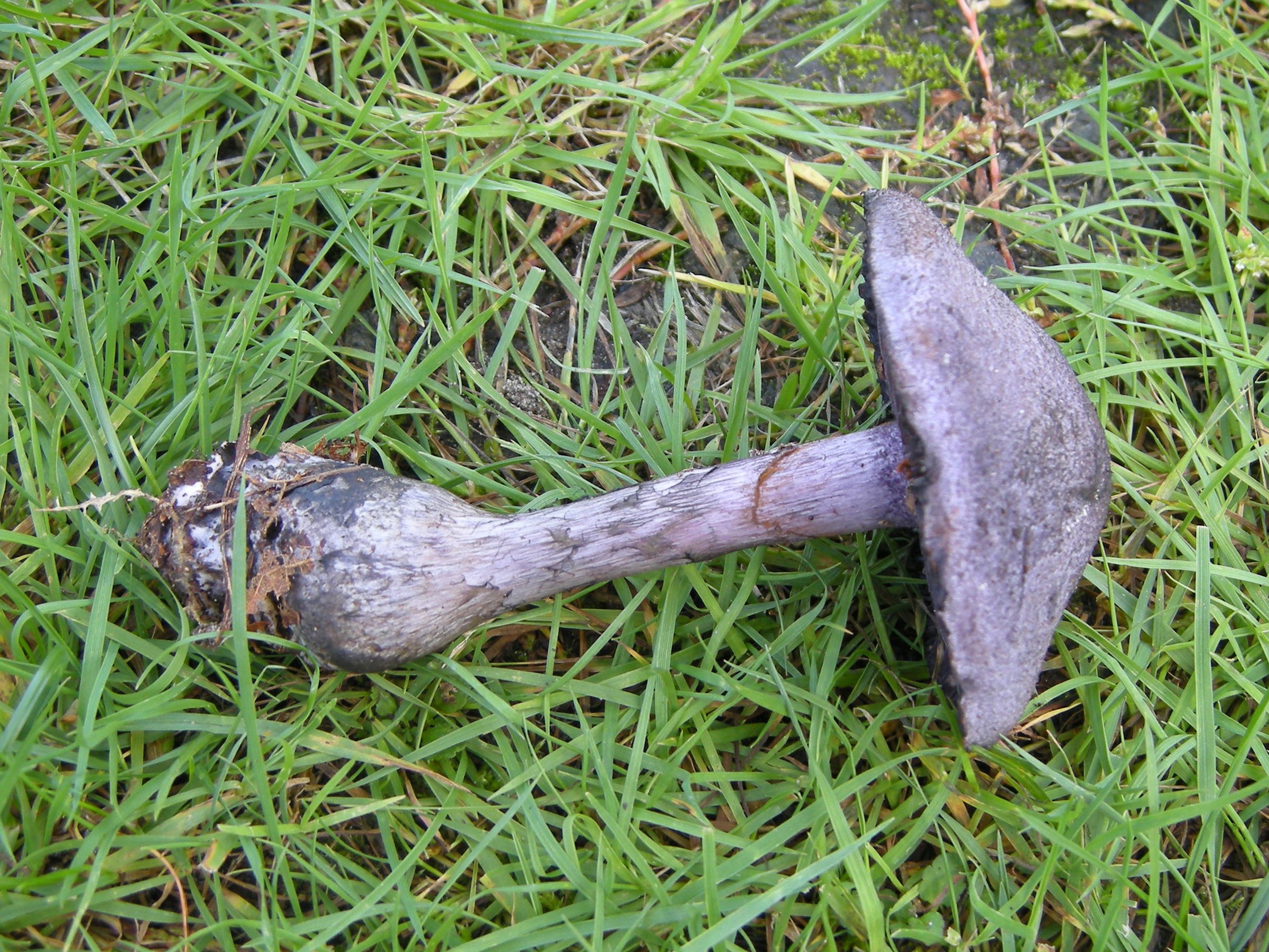 cortinarius_violaceus1md